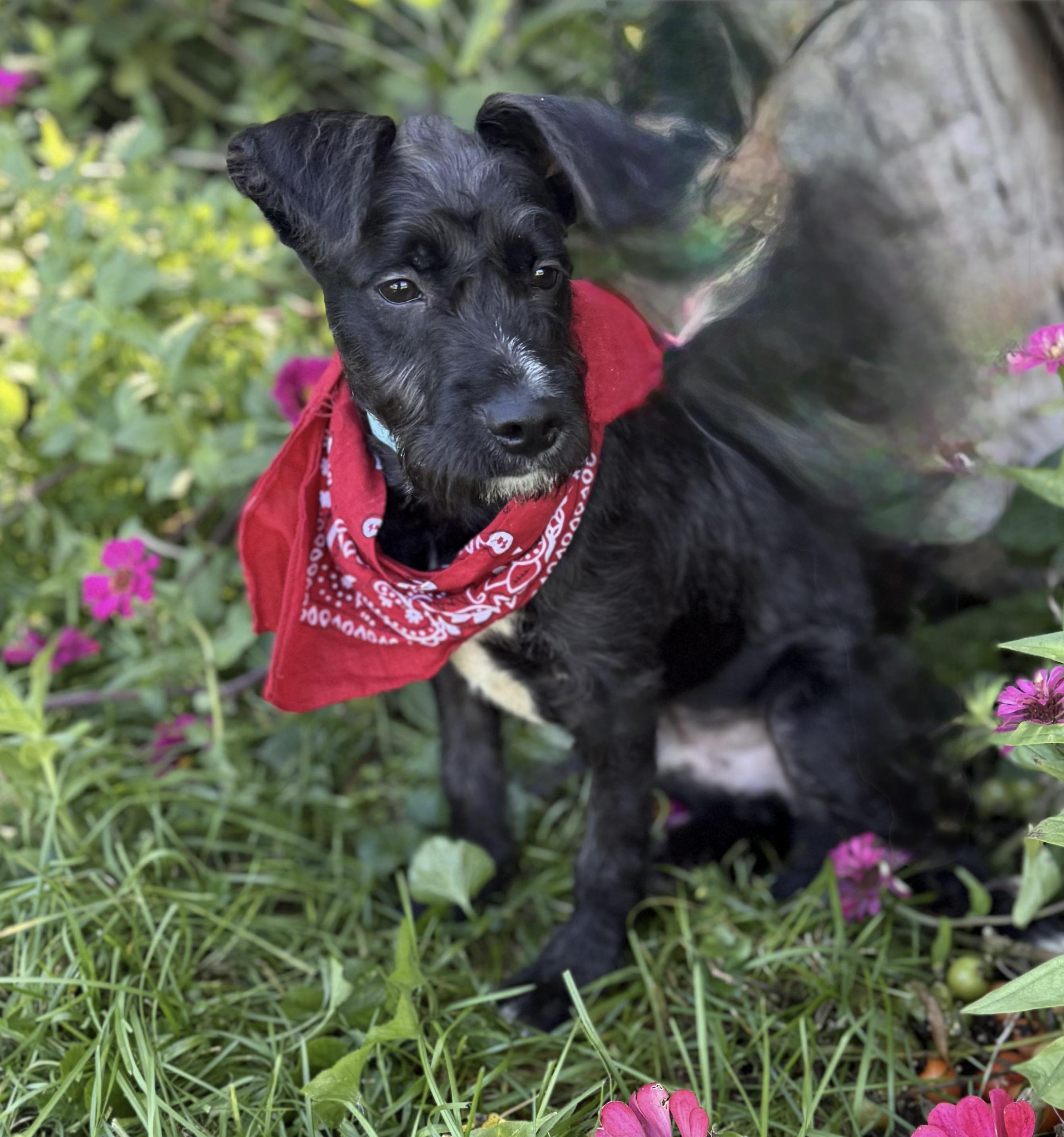 Enlarge Buddy, a Adoptable mixed breed in White Lake, MI image 2/4