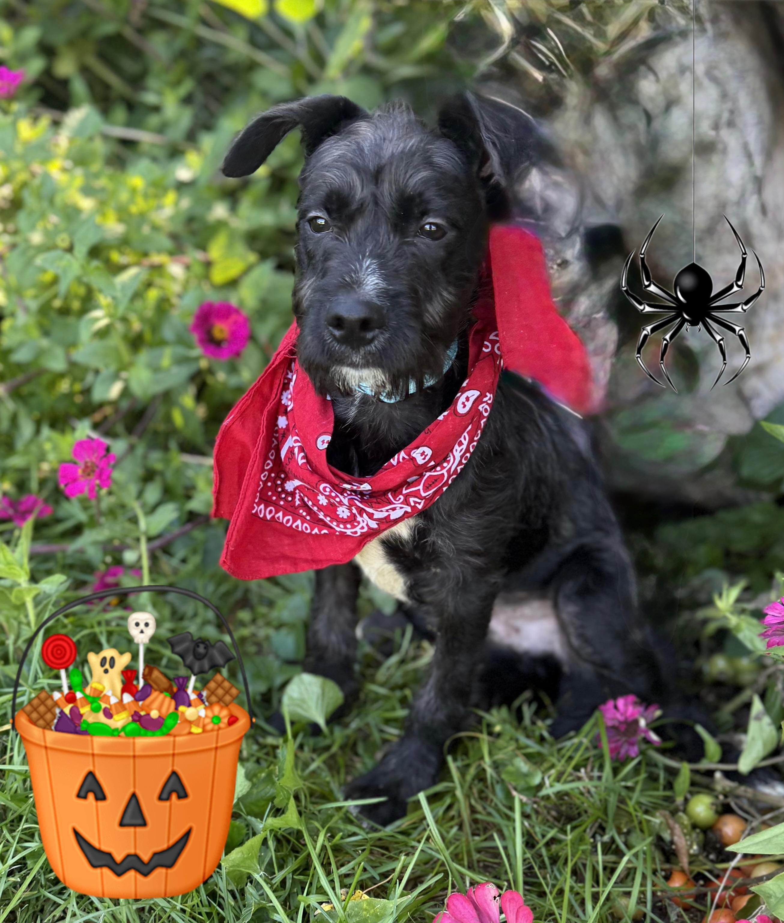 Buddy, Adoptable, Puppy Male Terrier & Schnauzer.