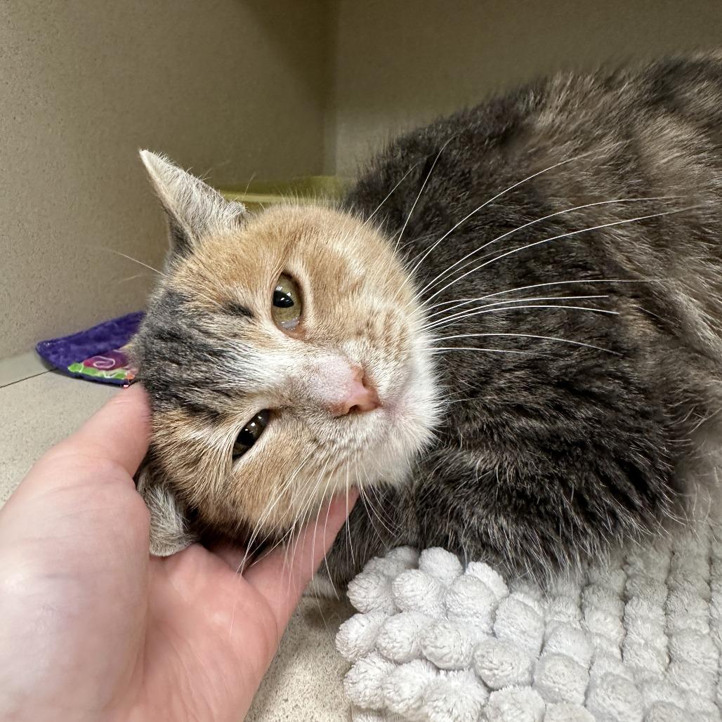 Billie-Jack, Adoptable, Young Female Domestic Short Hair.