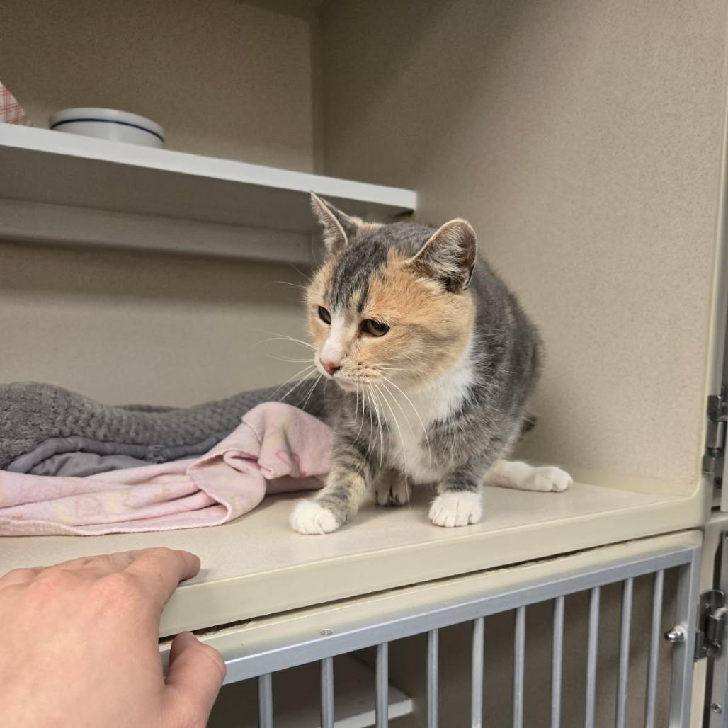 Billie-Jack, a Adoptable Domestic Short Hair in Durango, CO image 2/5