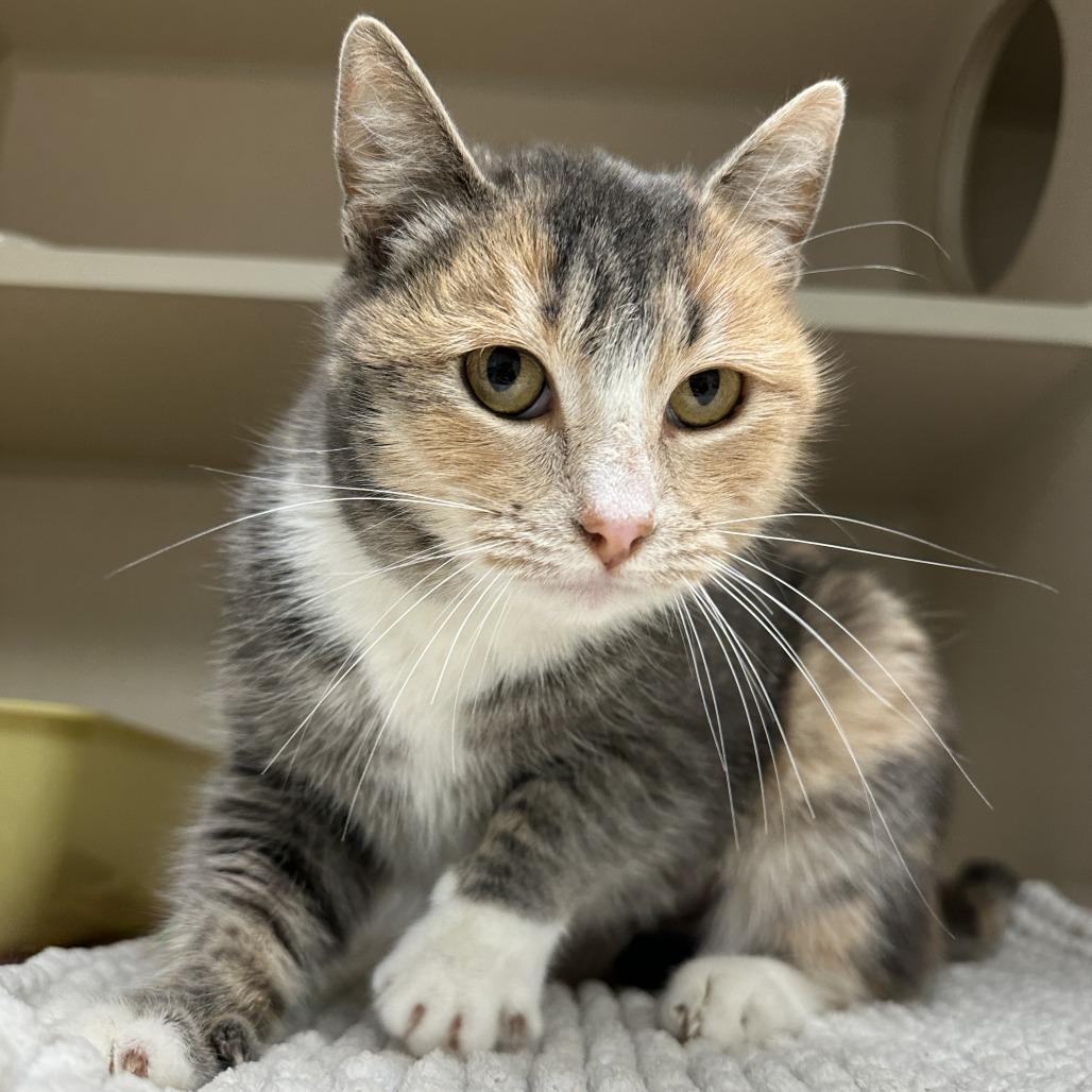 Billie-Jack, a Adoptable Domestic Short Hair in Durango, CO image 3/5