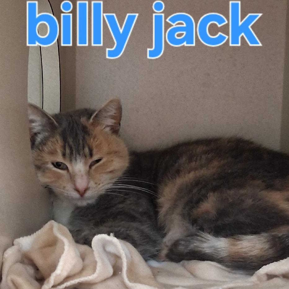 Billie-Jack, a Adoptable Domestic Short Hair in Durango, CO image 4/5