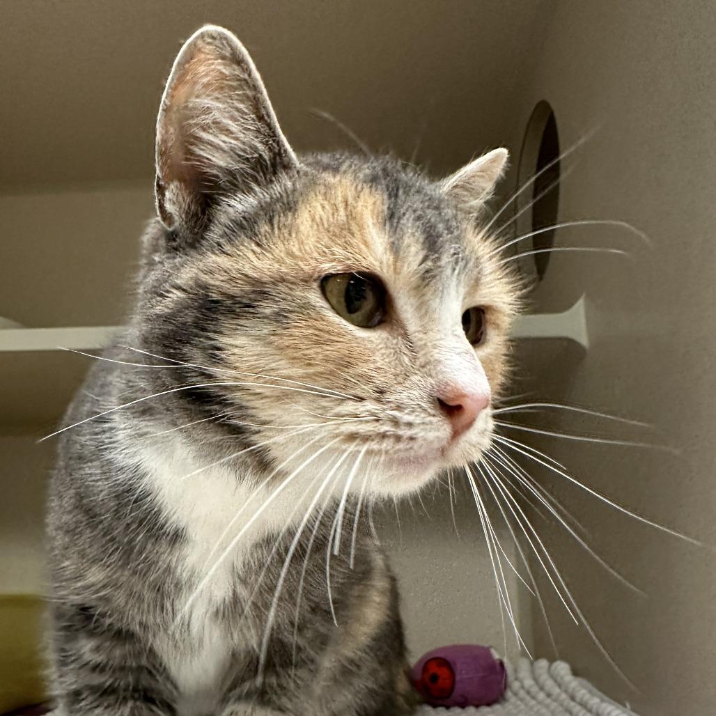 Billie-Jack, a Adoptable Domestic Short Hair in Durango, CO image 5/5