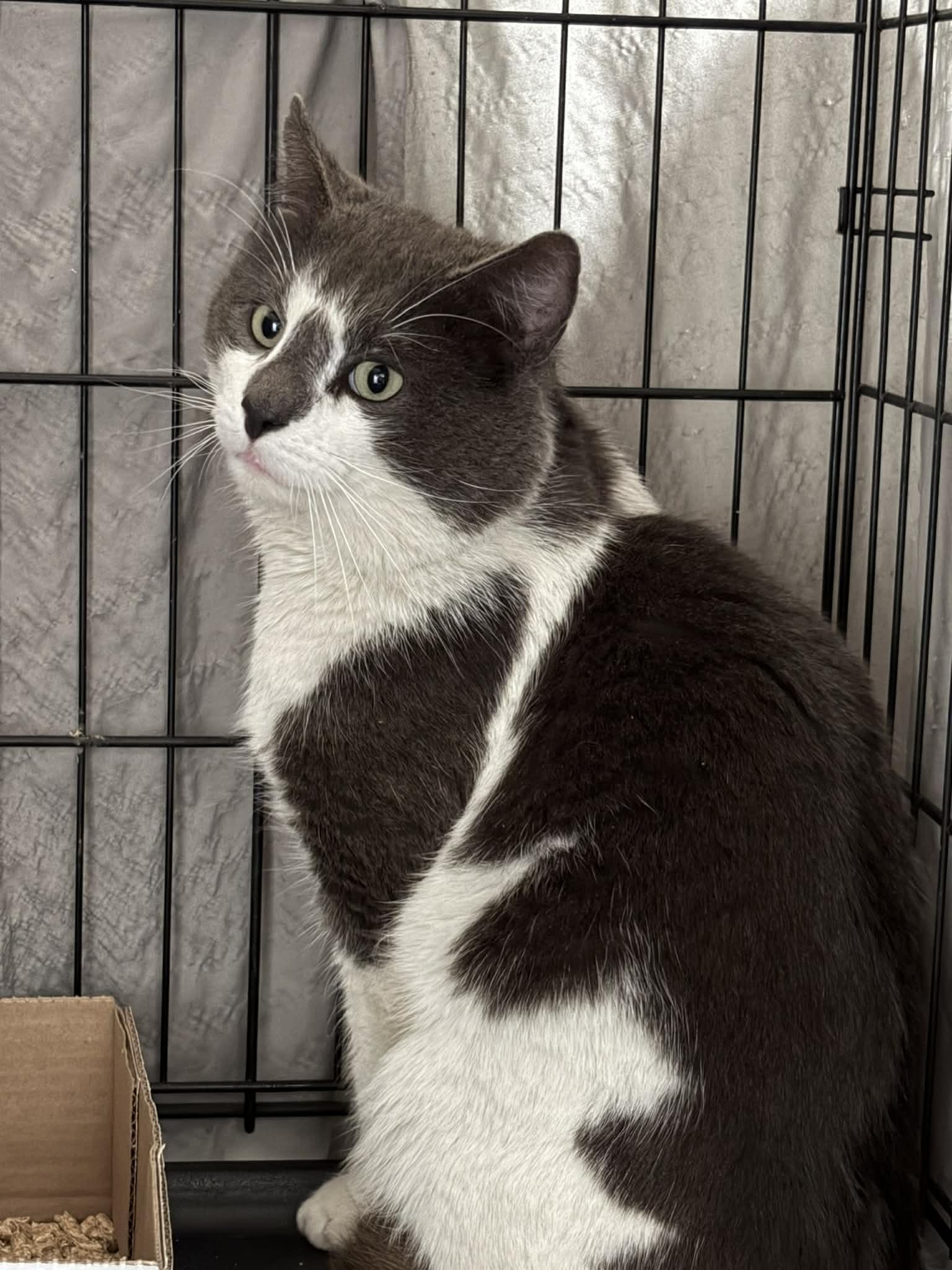 Junior, ADOPTABLE, Adult Male Domestic Short Hair.