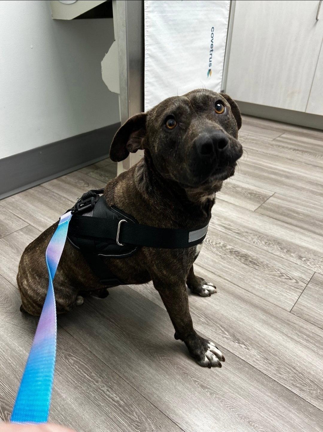 Enlarge Blaze, a Adopted Pit Bull Terrier in Albemarle, NC image 1/2