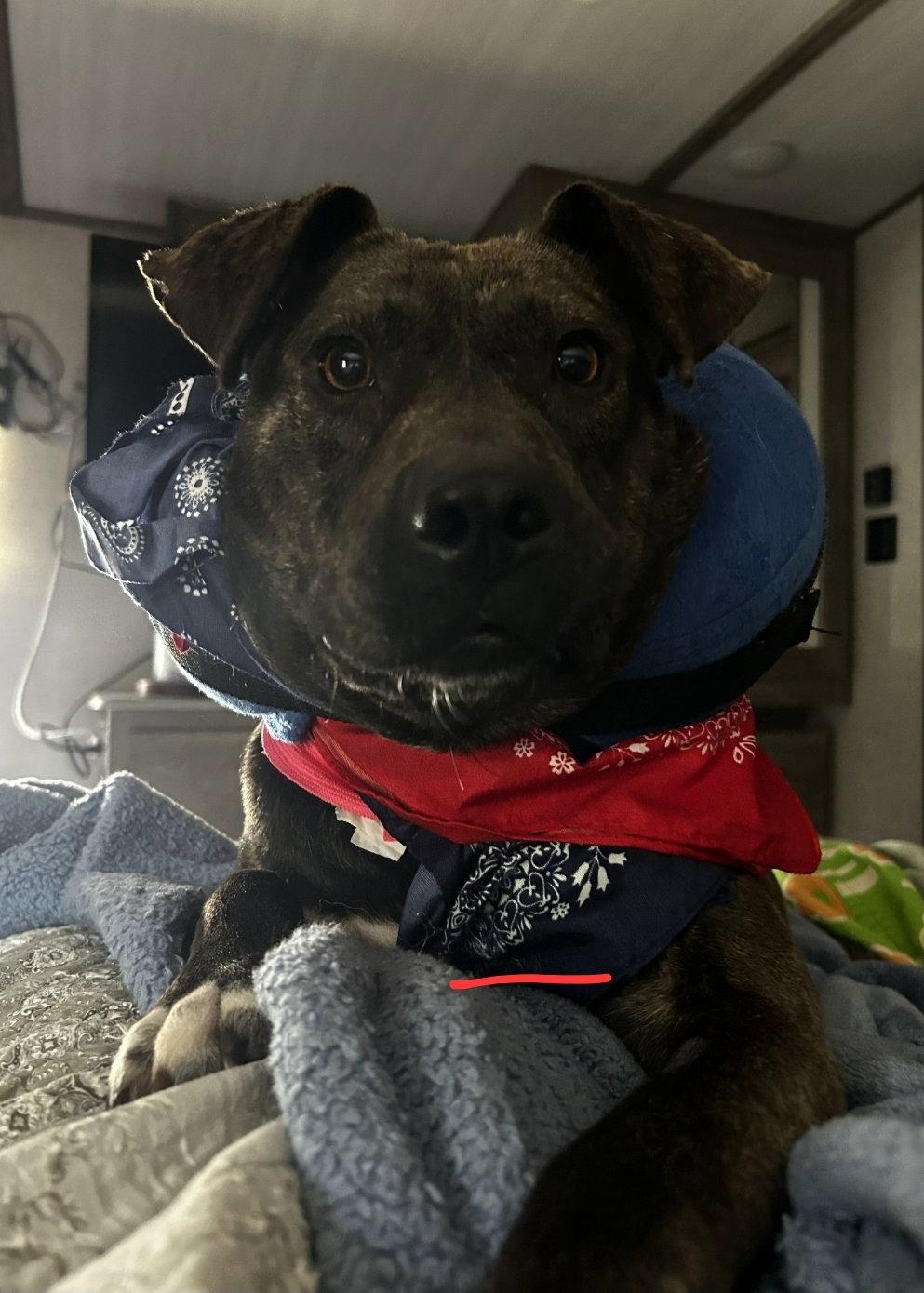 Enlarge Blaze, a Adopted Pit Bull Terrier in Albemarle, NC image 2/2