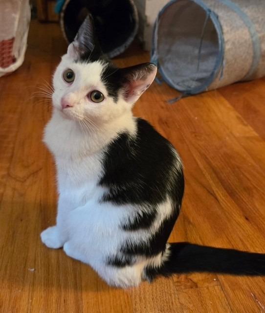 Enlarge Nova, a Adoptable mixed breed in Lancaster, PA image 1/1