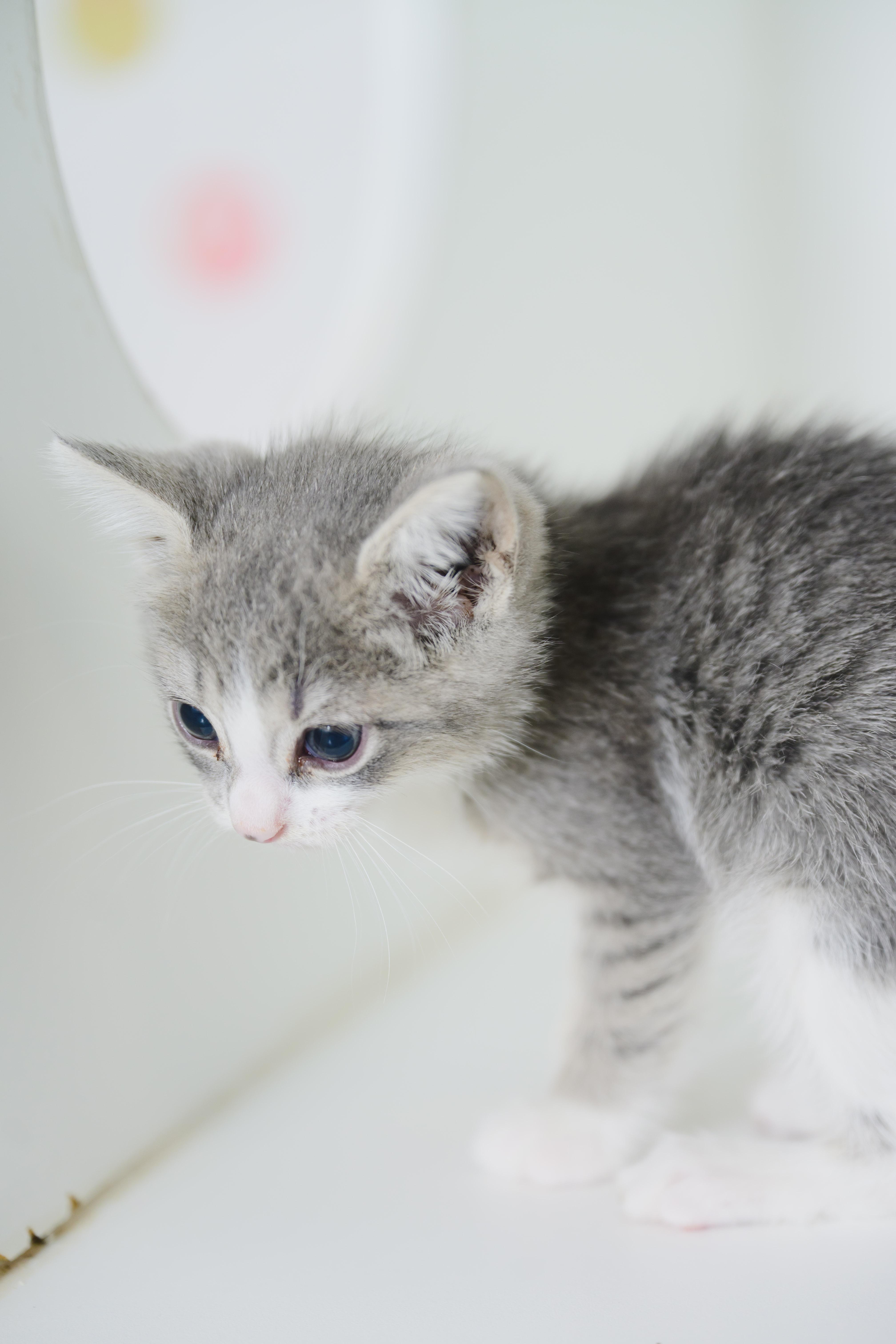 Puff, Adopted, Kitten Female Domestic Medium Hair.
