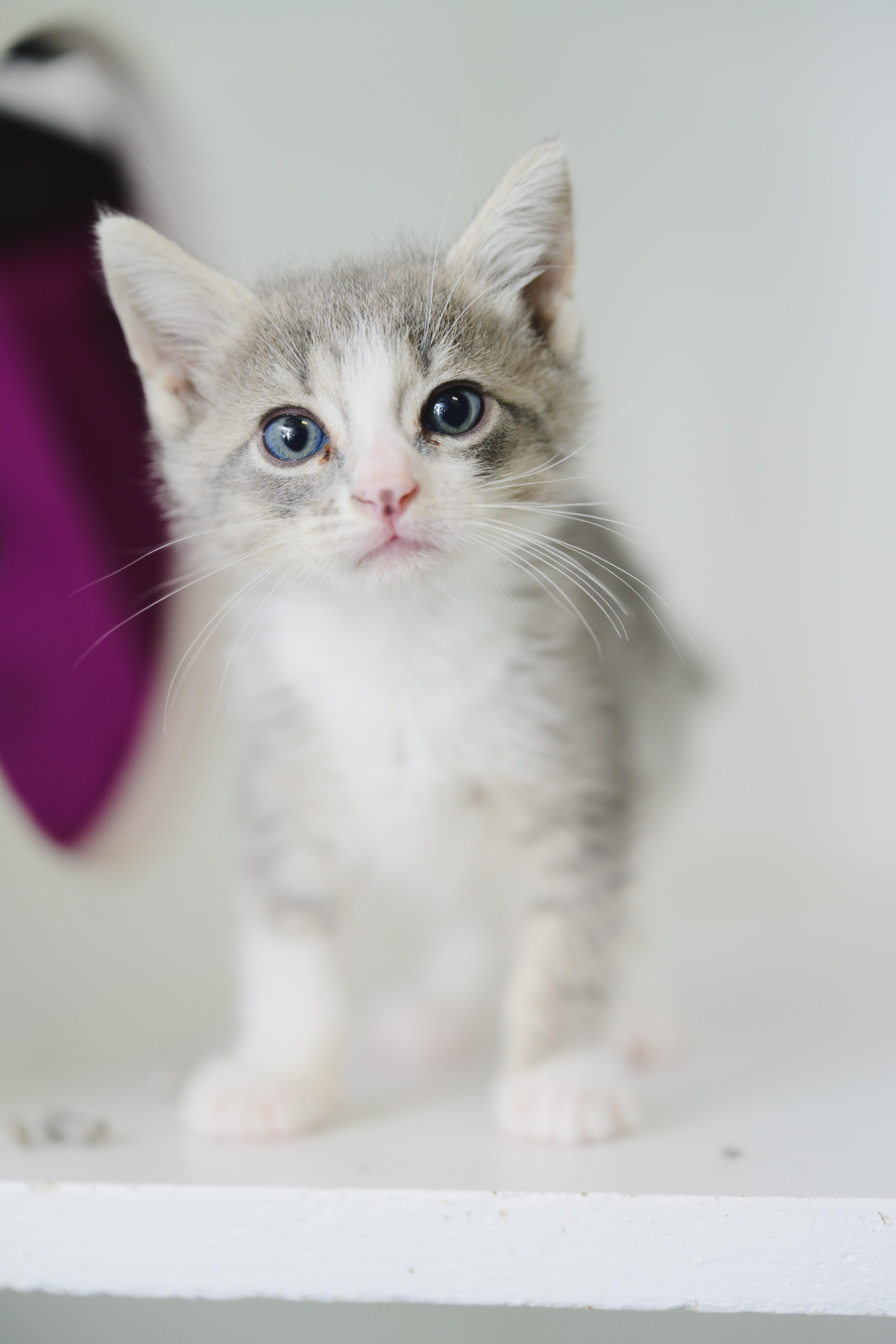 Puff, a Adopted Domestic Medium Hair in Honolulu, HI image 2/3