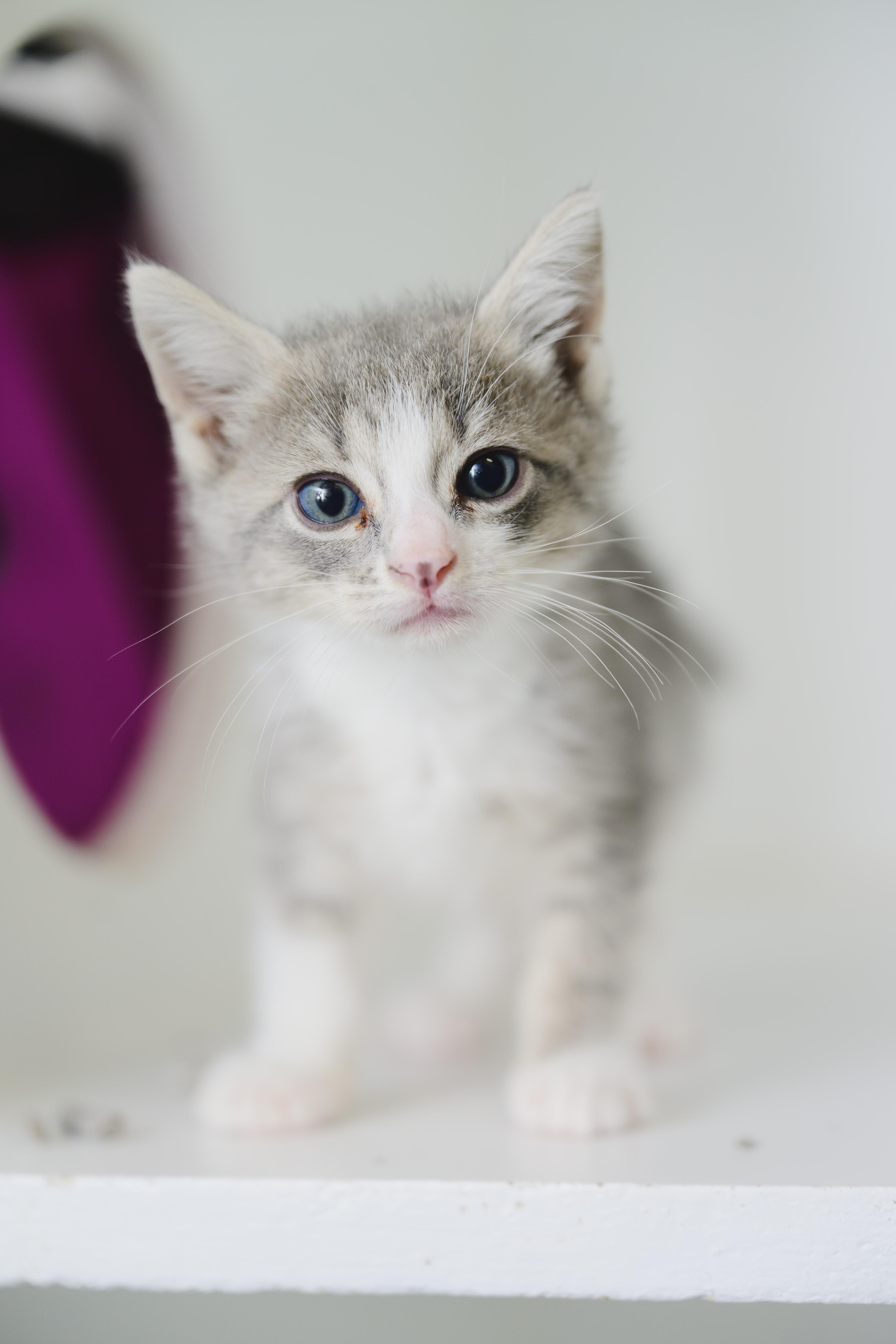 Puff, a Adopted Domestic Medium Hair in Honolulu, HI image 3/3