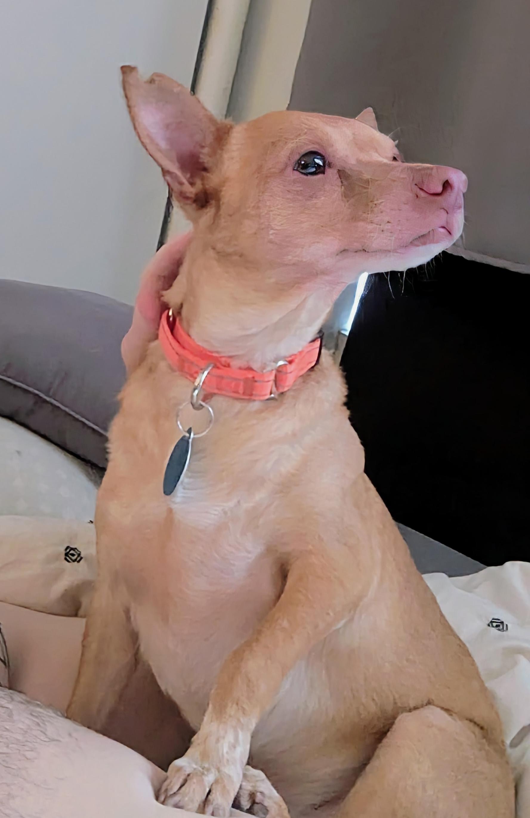 Enlarge Knicks, a Adoptable mixed breed in Brooklyn, NY image 2/6