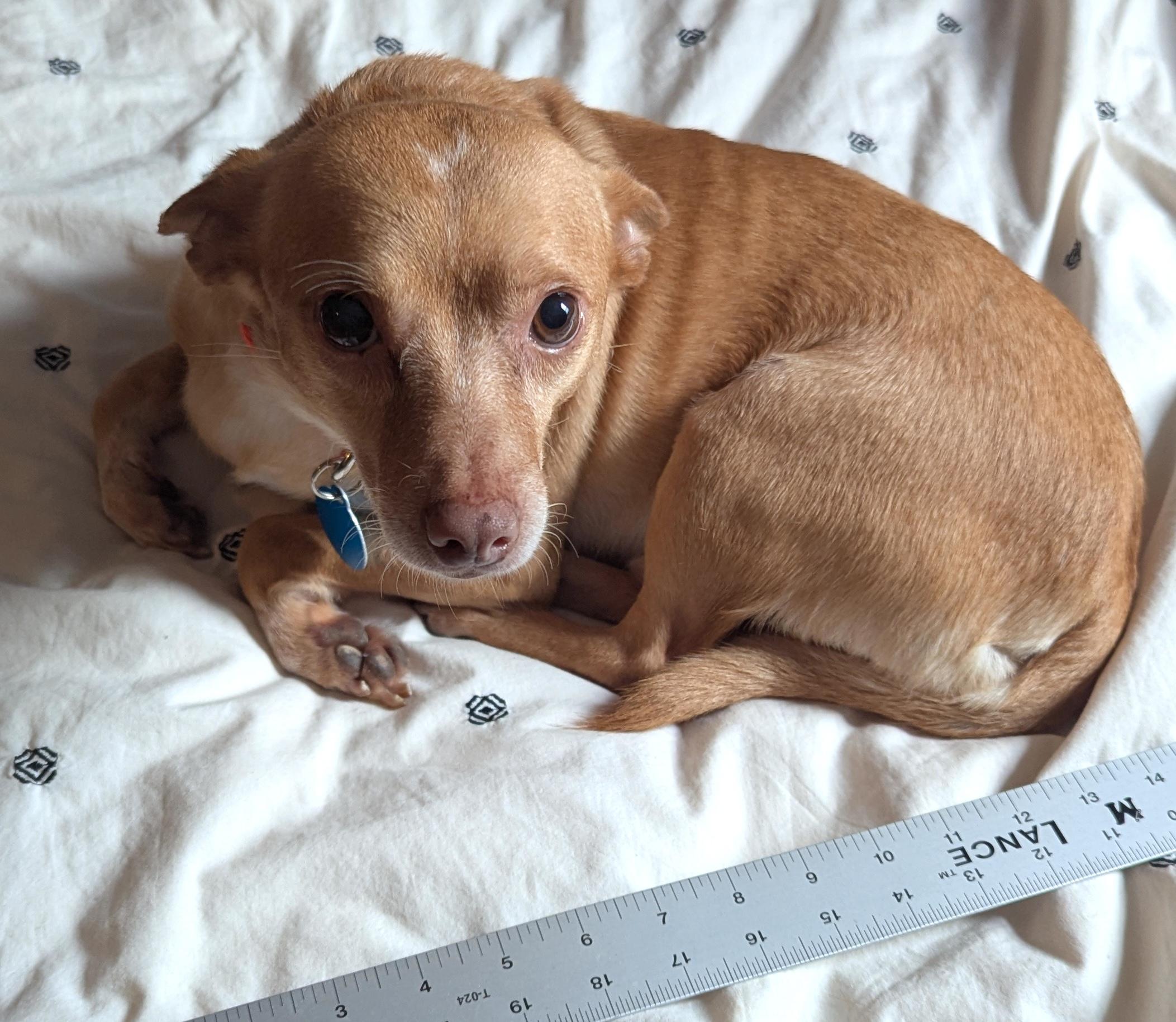 Enlarge Knicks, a Adoptable mixed breed in Brooklyn, NY image 3/6