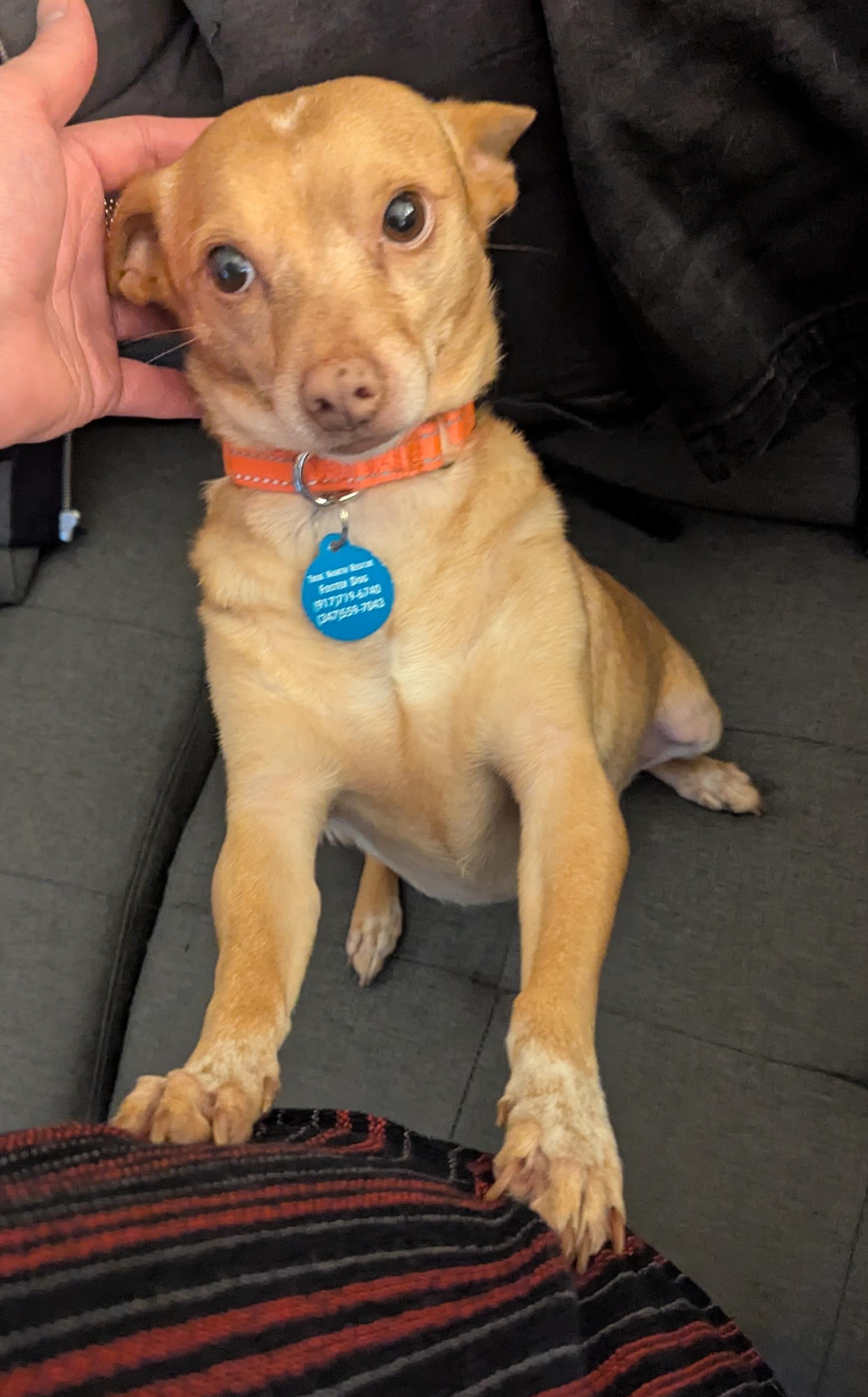 Enlarge Knicks, a Adoptable mixed breed in Brooklyn, NY image 4/6