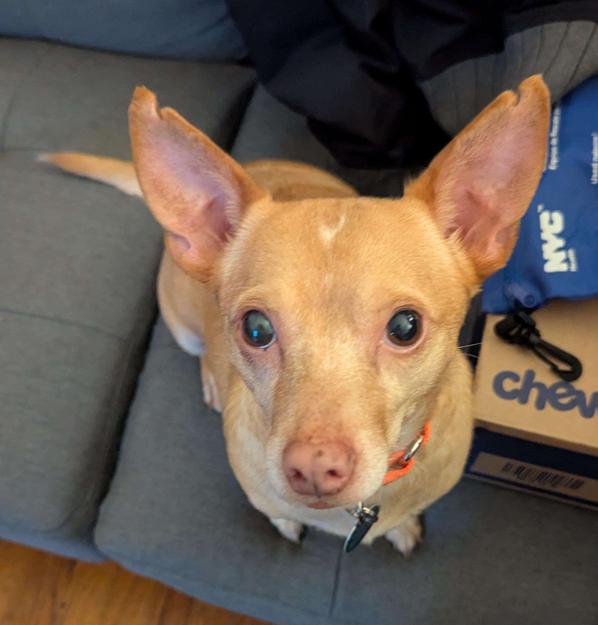 Enlarge Knicks, a Adoptable mixed breed in Brooklyn, NY image 5/6