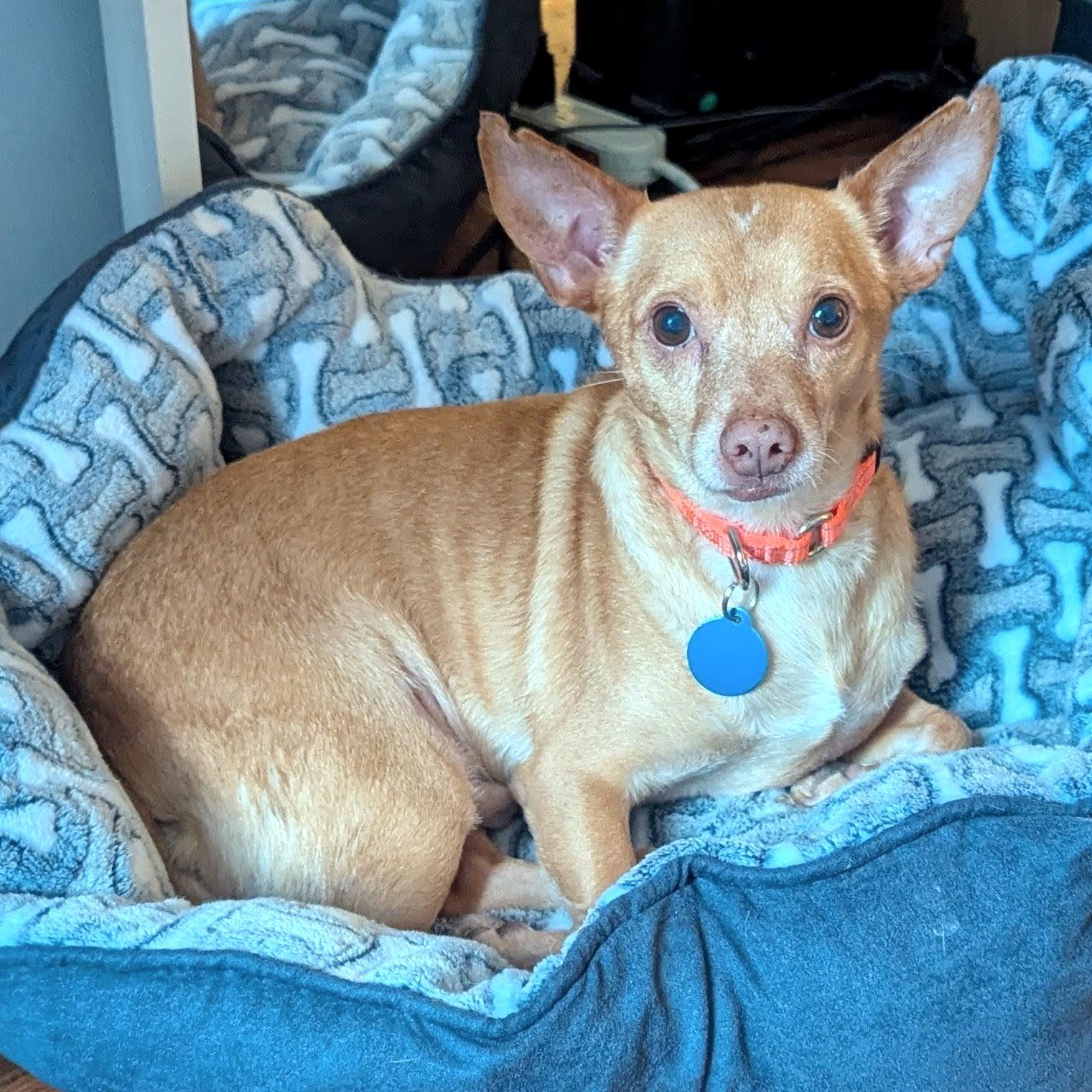 Knicks, Adoptable, Adult Male Chihuahua.