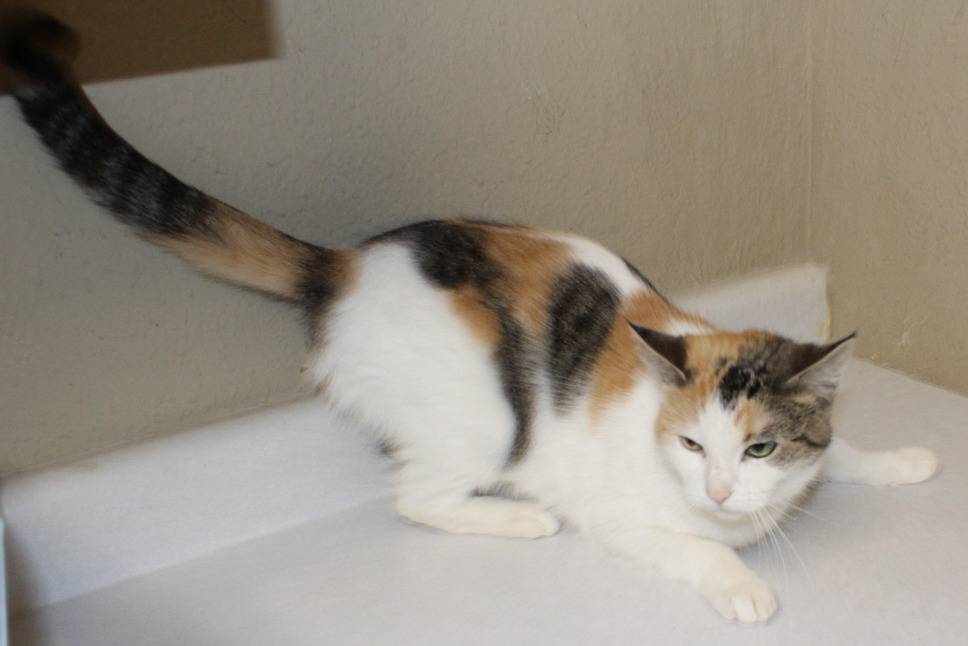 Enlarge Karma, an adopted mixed breed in Huron, SD image 3/4