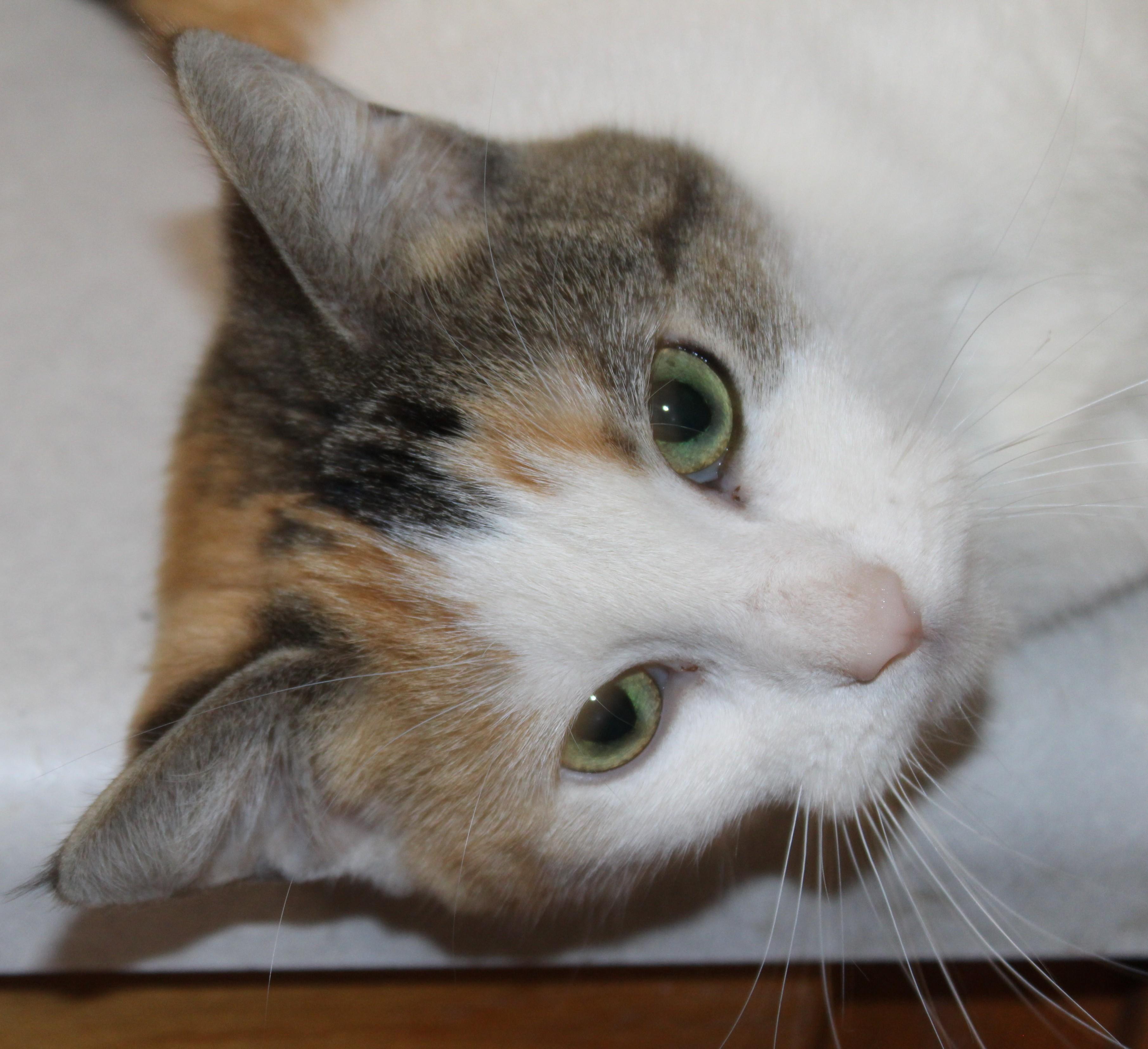 Enlarge Karma, an adopted mixed breed in Huron, SD image 4/4
