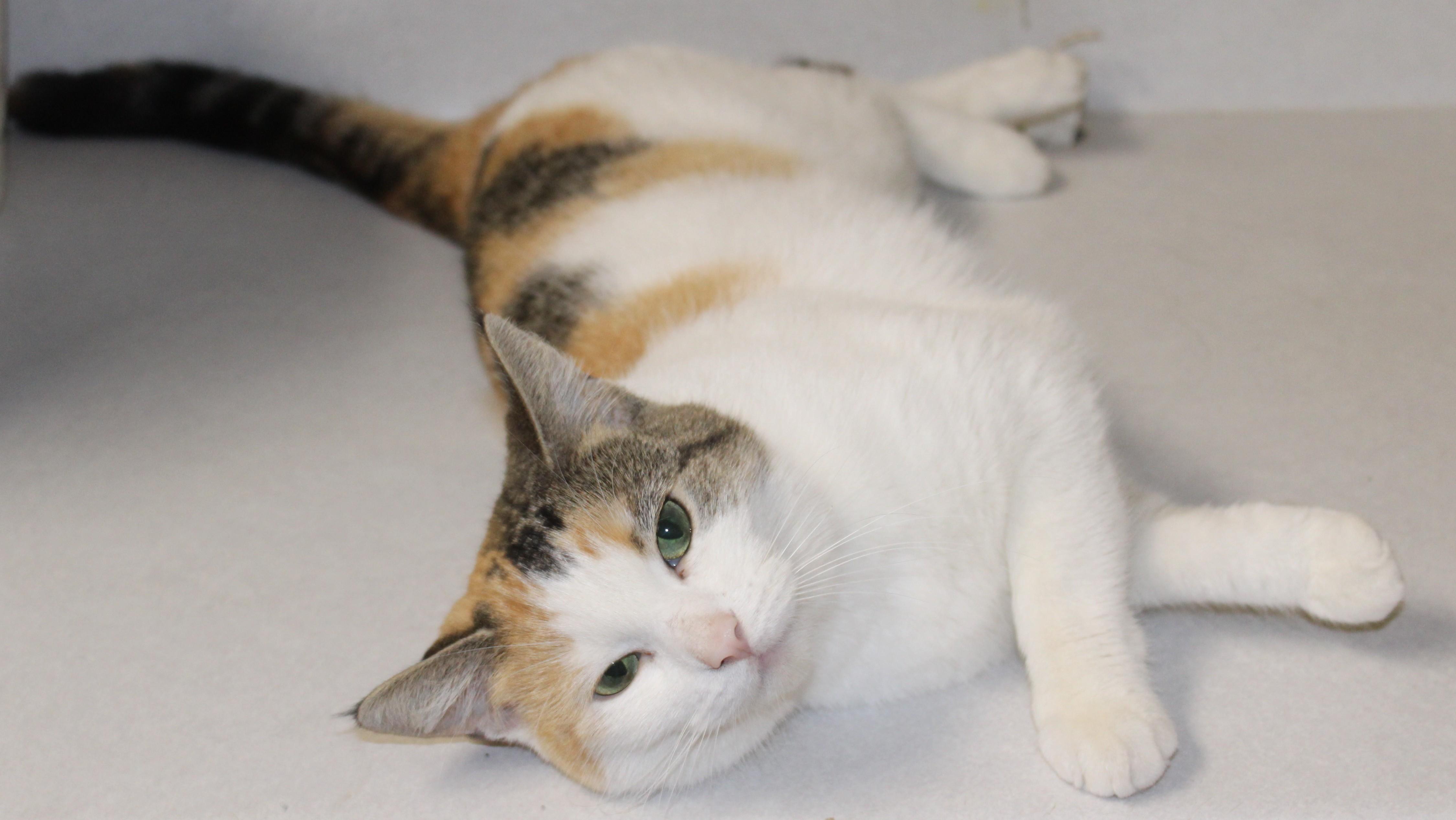 Enlarge Karma, an adopted mixed breed in Huron, SD image 2/4