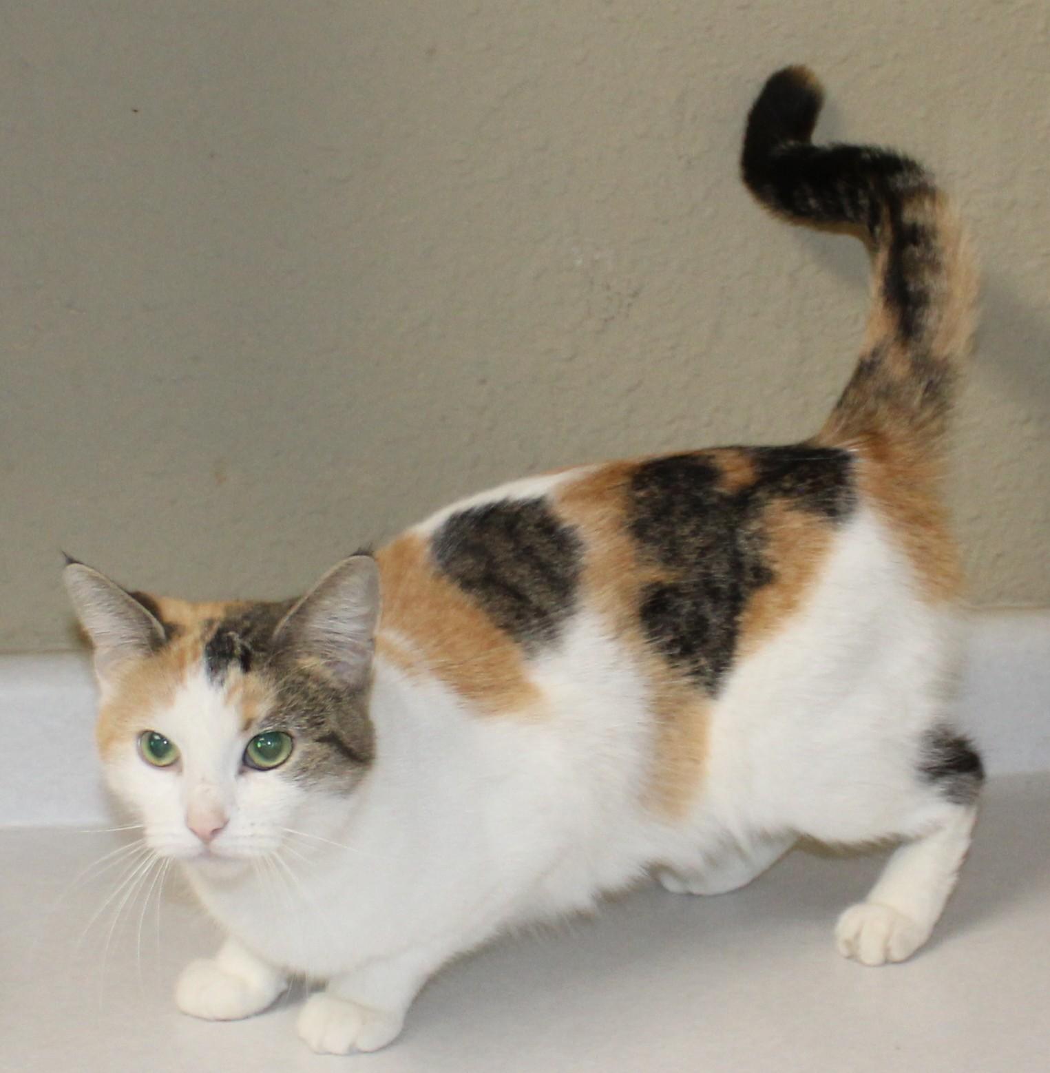 Karma, adopted, Adult Female Domestic Short Hair.