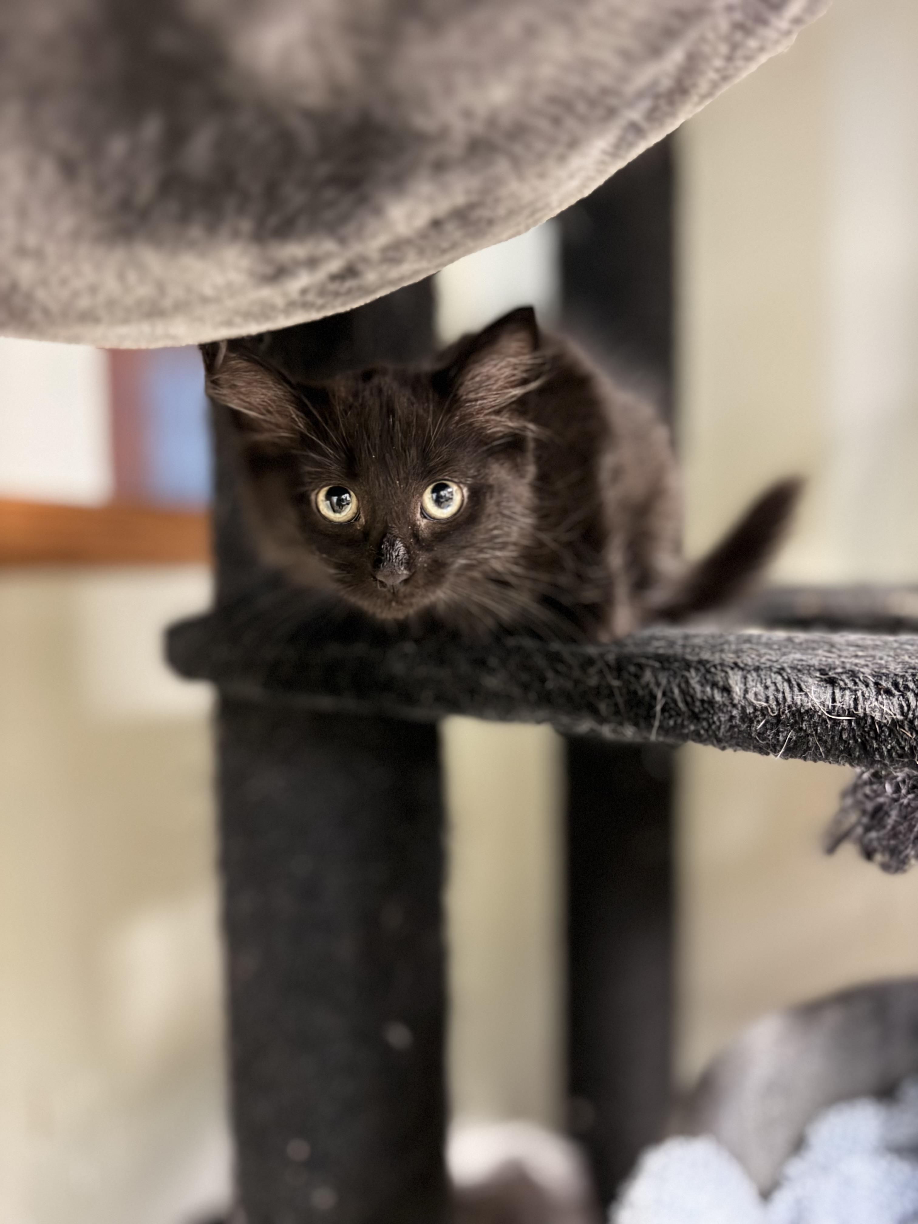 Baguette, a ADOPTABLE Domestic Long Hair in Dodgeville, WI image 2/2