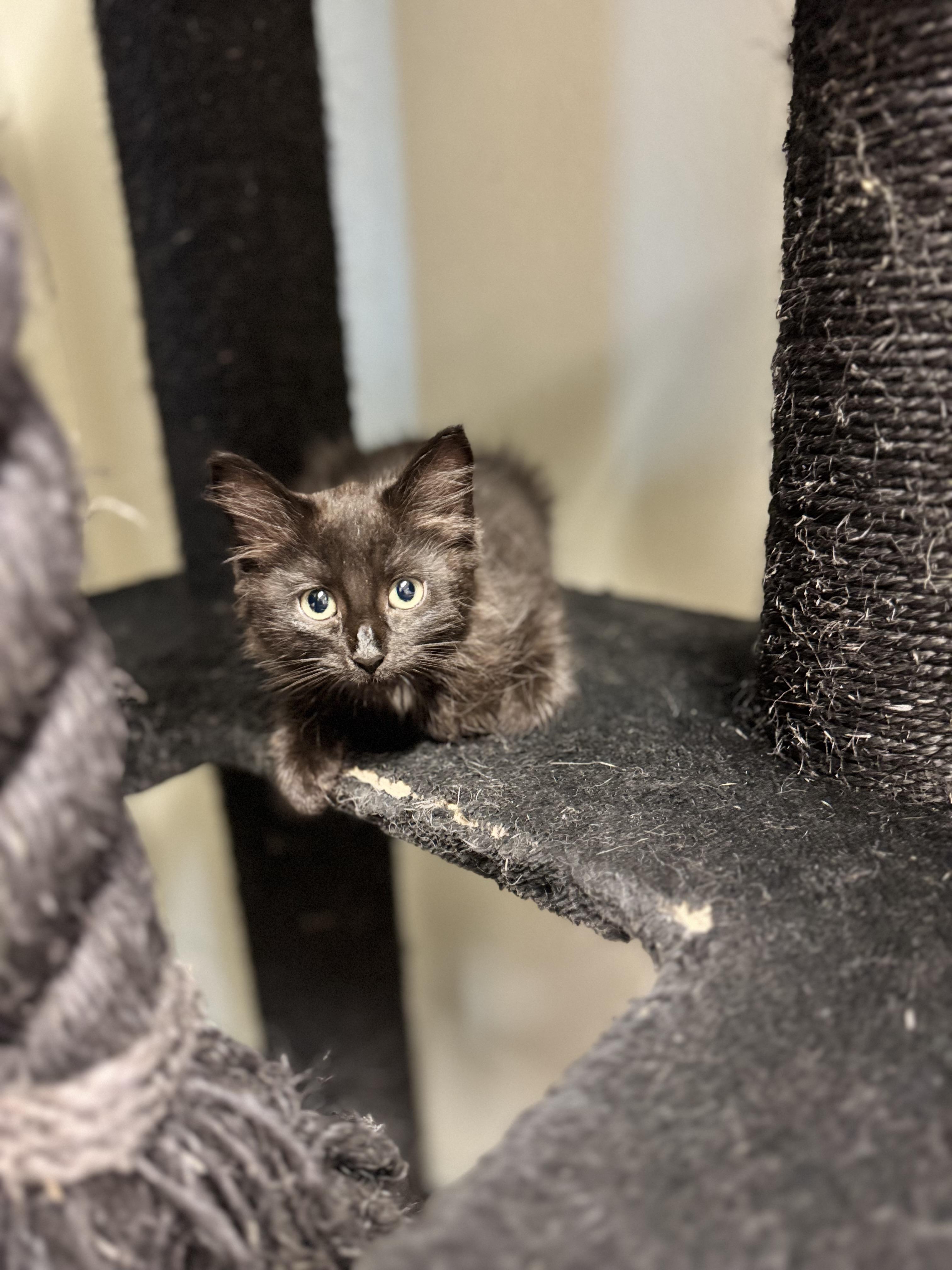 Baguette, ADOPTABLE, Kitten Female Domestic Long Hair.