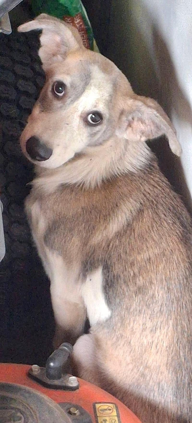Enlarge Willow, a Adoptable mixed breed in Bancroft, ON image 3/4