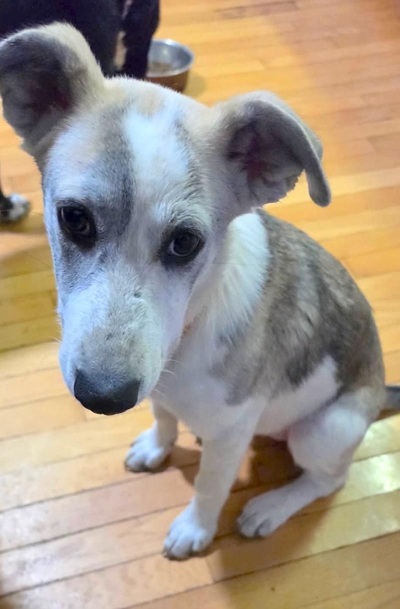 Enlarge Willow, a Adoptable mixed breed in Bancroft, ON image 4/4