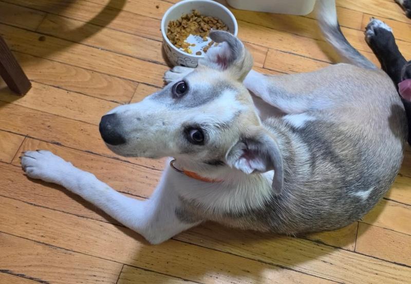 Enlarge Willow, a Adoptable mixed breed in Bancroft, ON image 1/4