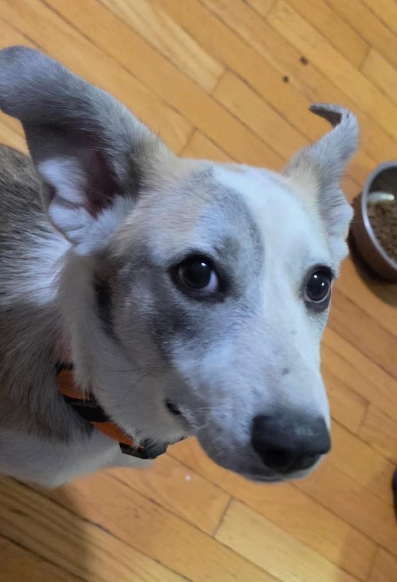 Enlarge Willow, a Adoptable mixed breed in Bancroft, ON image 2/4