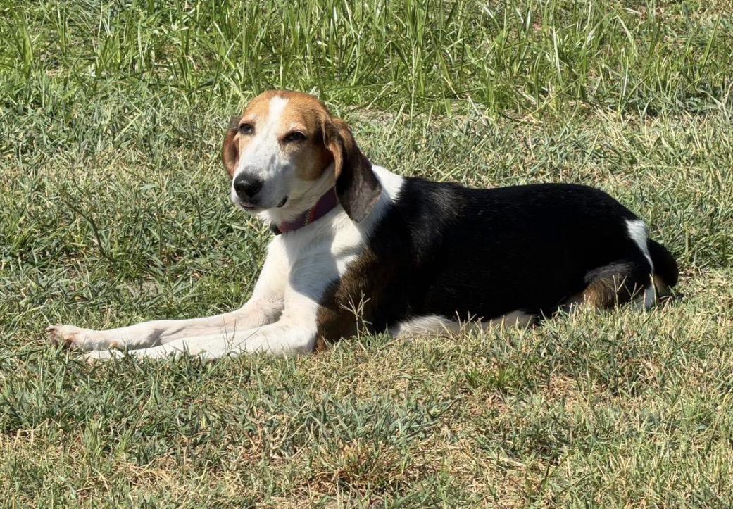 Enlarge Renee, a ADOPTABLE Hound in Calabash, NC image 1/4