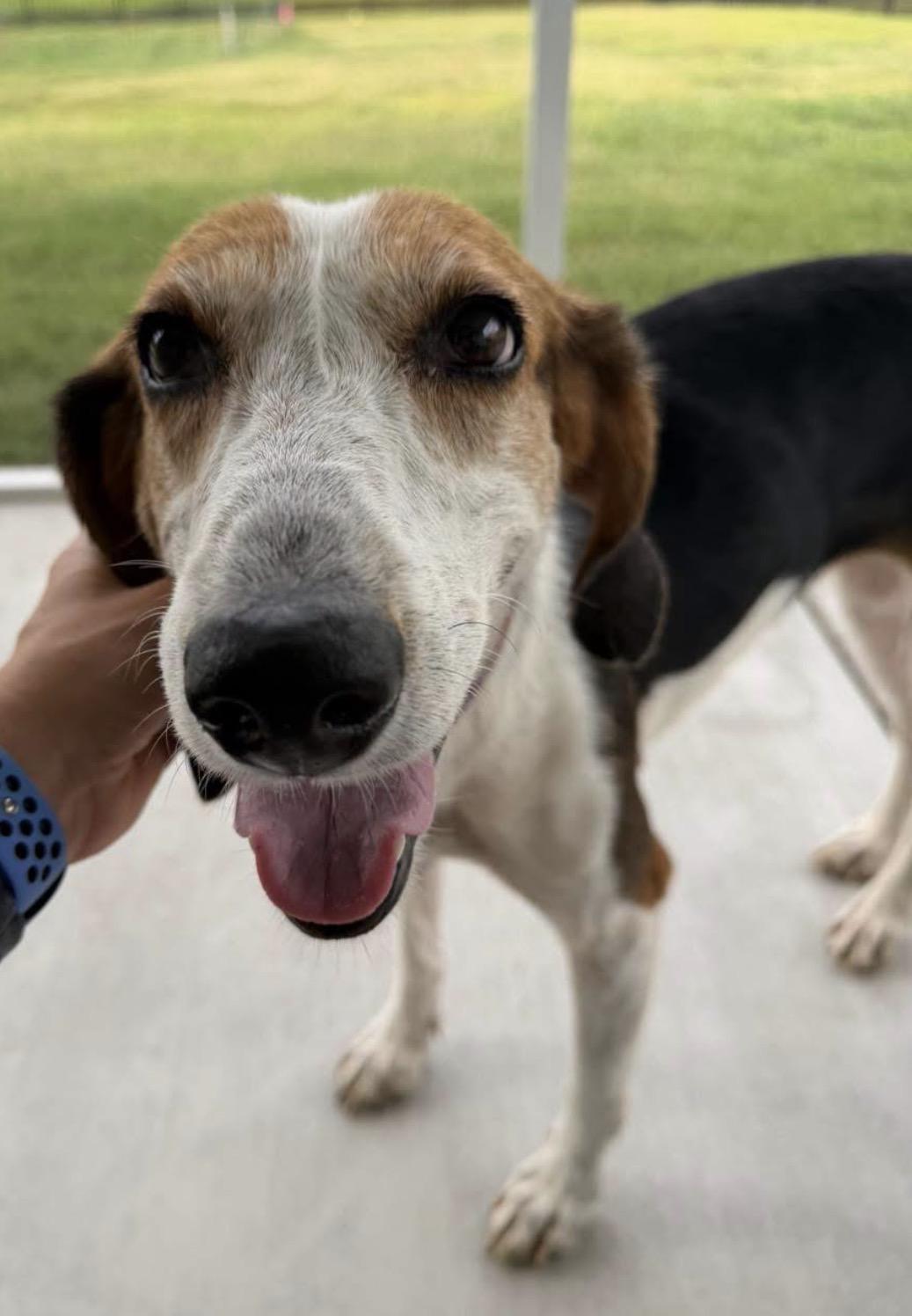 Enlarge Renee, a ADOPTABLE Hound in Calabash, NC image 4/4