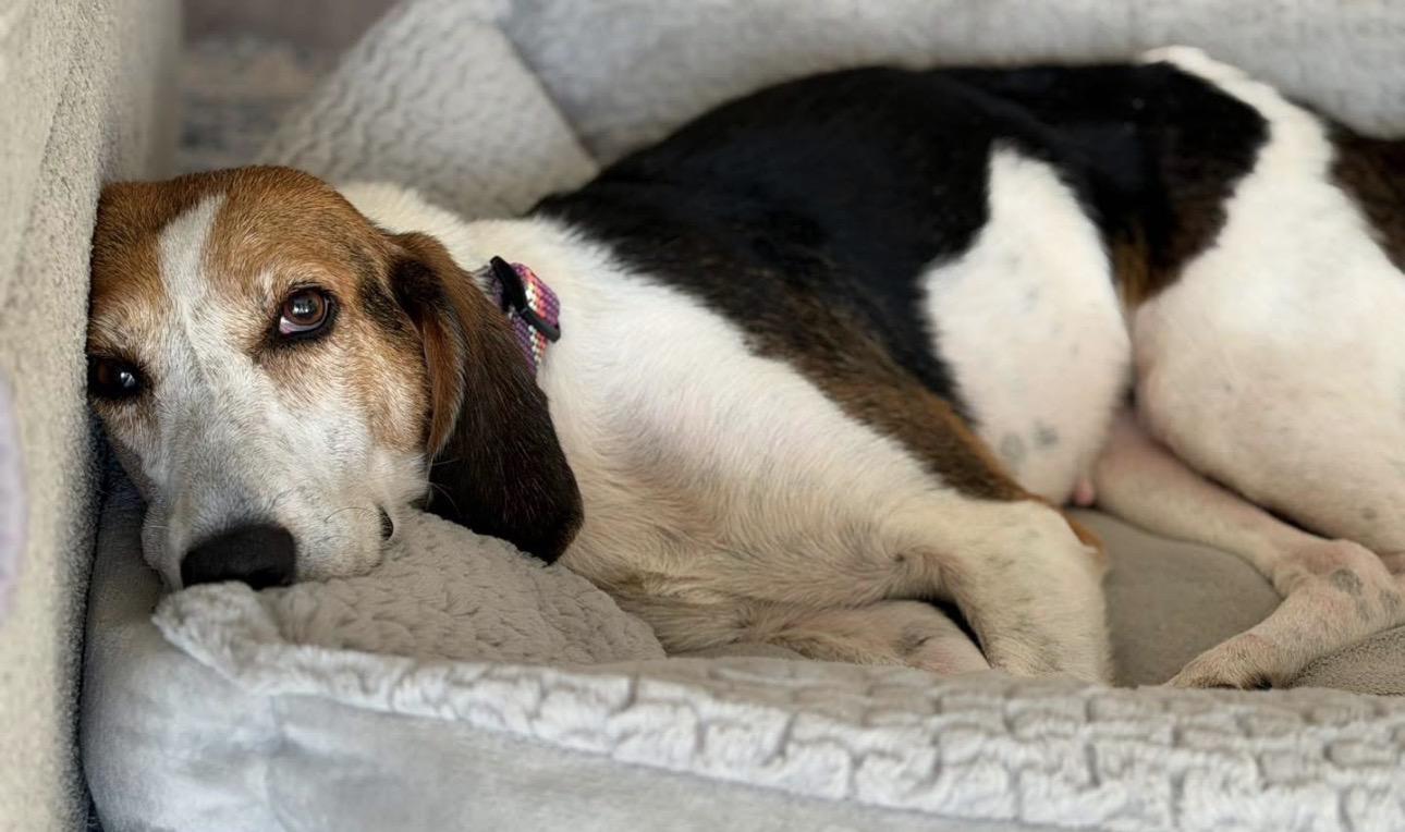 Enlarge Renee, a ADOPTABLE Hound in Calabash, NC image 3/4