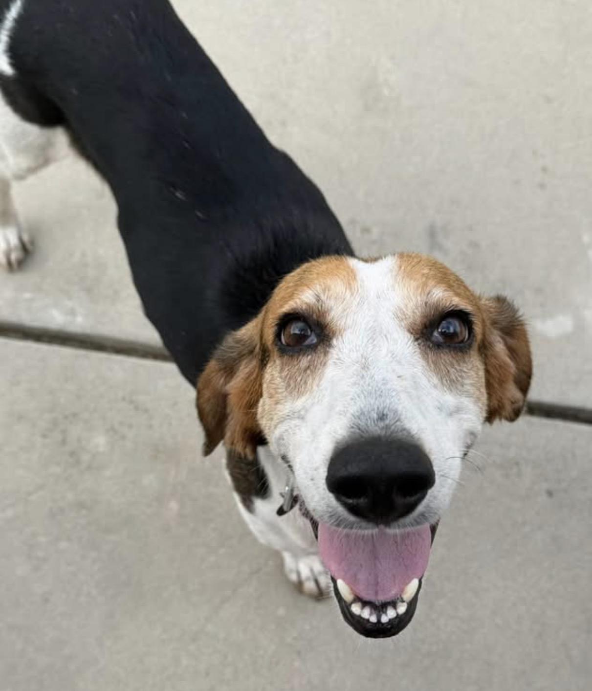 Enlarge Renee, a ADOPTABLE Hound in Calabash, NC image 2/4