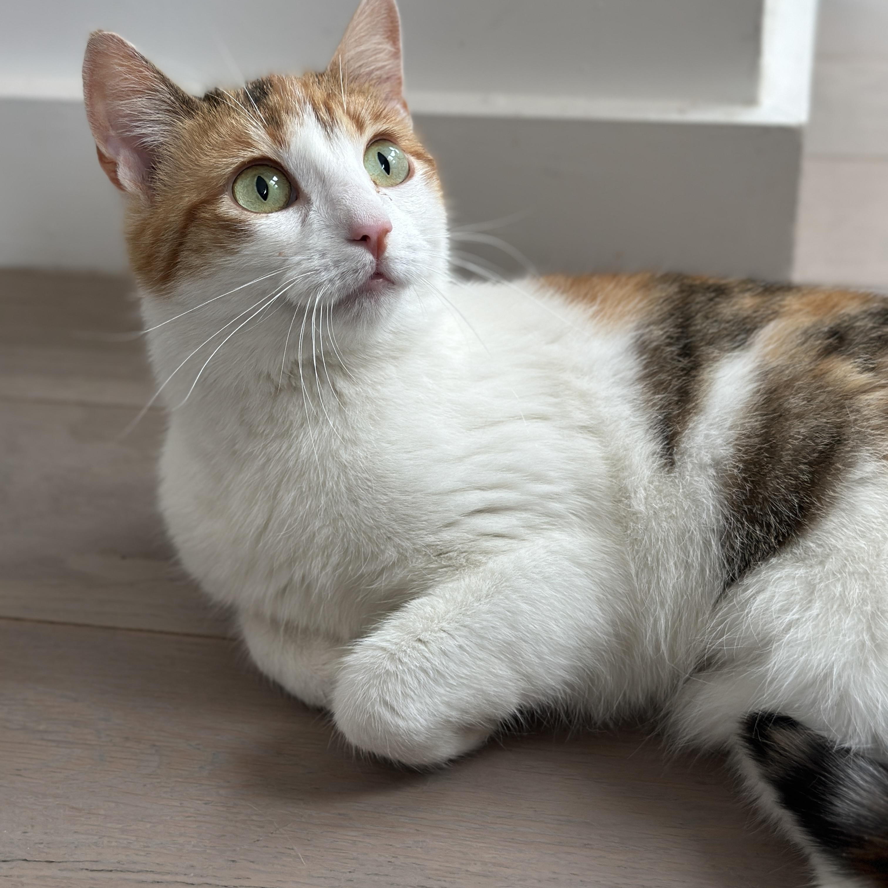 Enlarge Louise, a Adoptable Domestic Short Hair in brooklyn, NY image 1/6