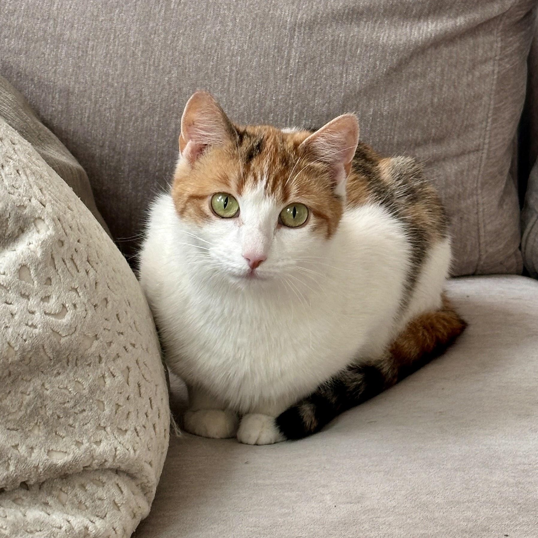 Enlarge Louise, a Adoptable Domestic Short Hair in brooklyn, NY image 2/6