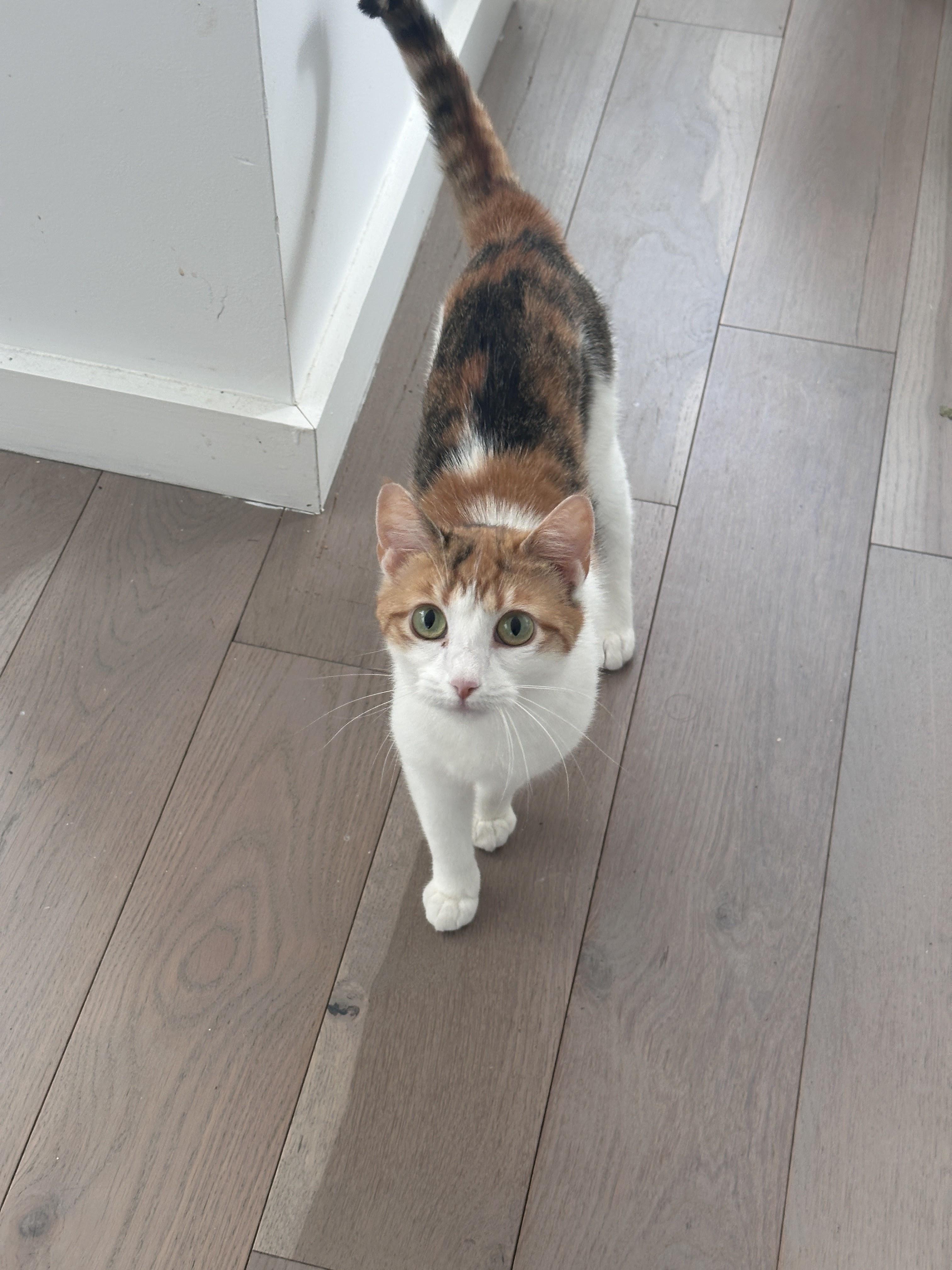 Enlarge Louise, a Adoptable Domestic Short Hair in brooklyn, NY image 2/6