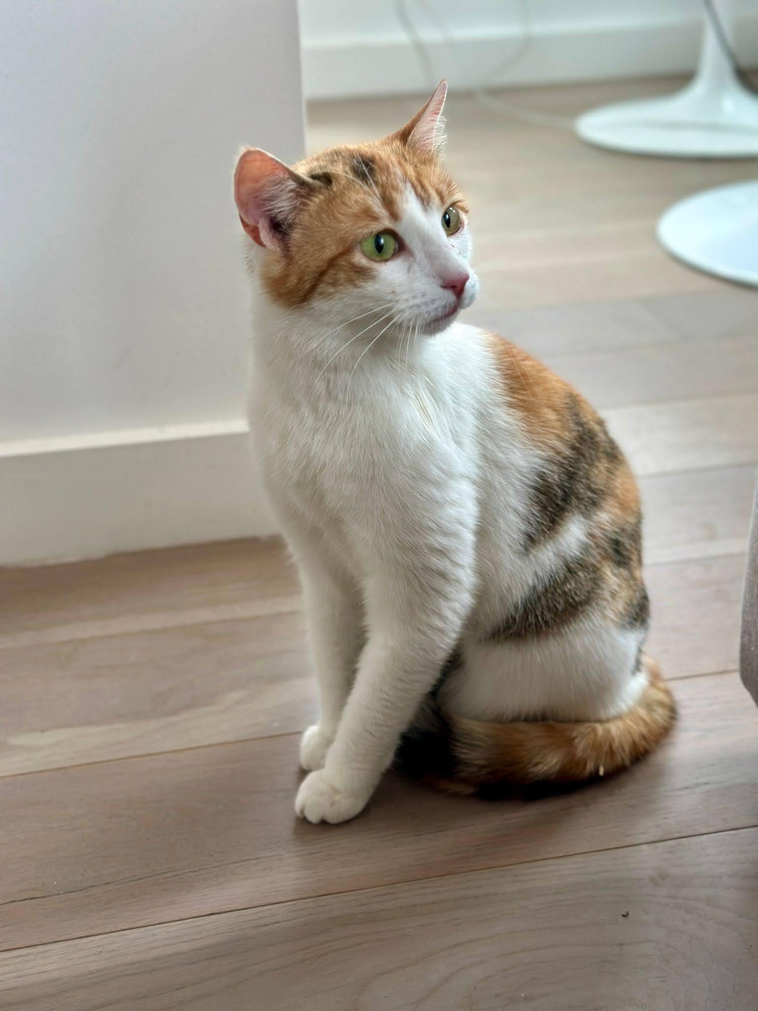 Enlarge Louise, a Adoptable Domestic Short Hair in brooklyn, NY image 3/6