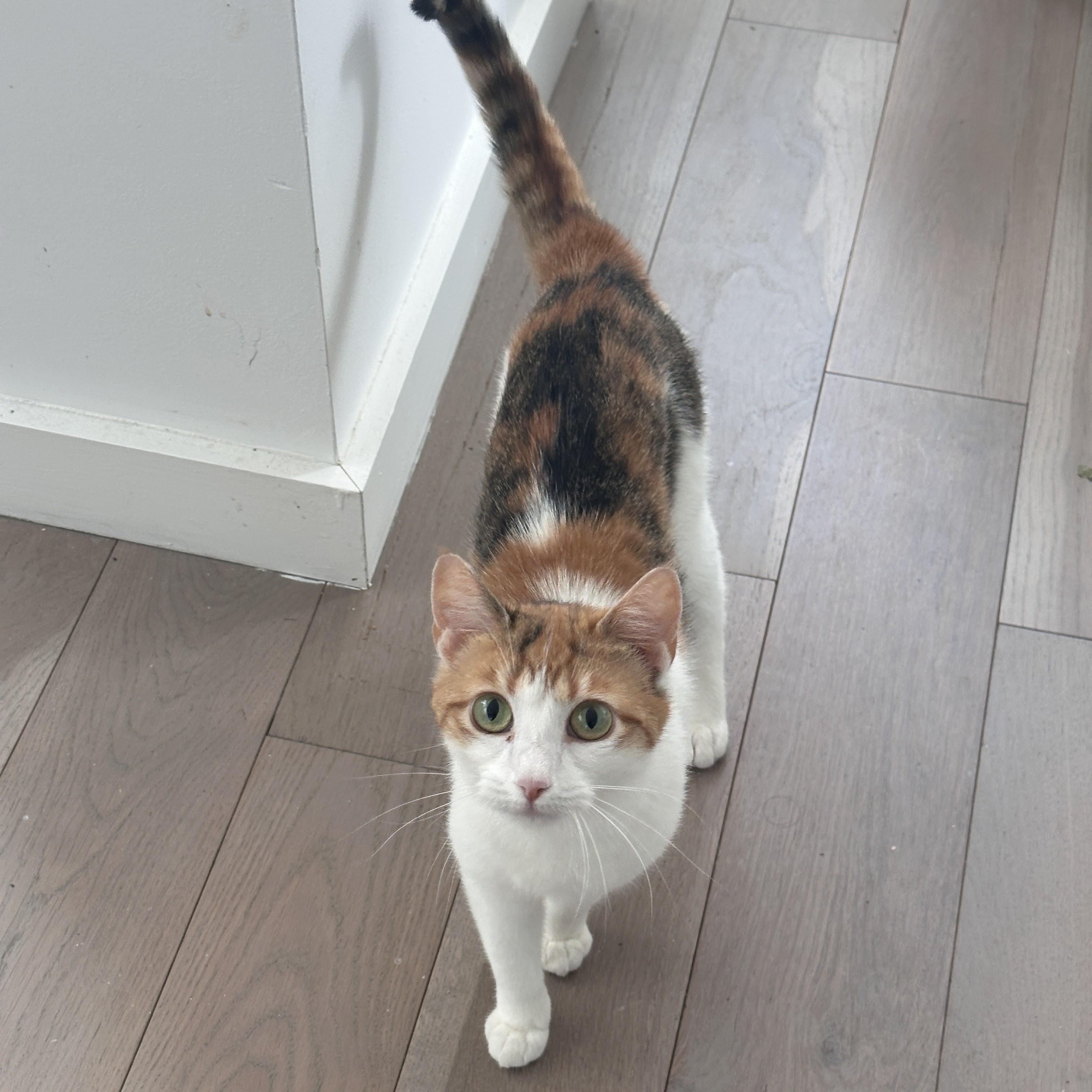 Enlarge Louise, a Adoptable Domestic Short Hair in brooklyn, NY image 4/6