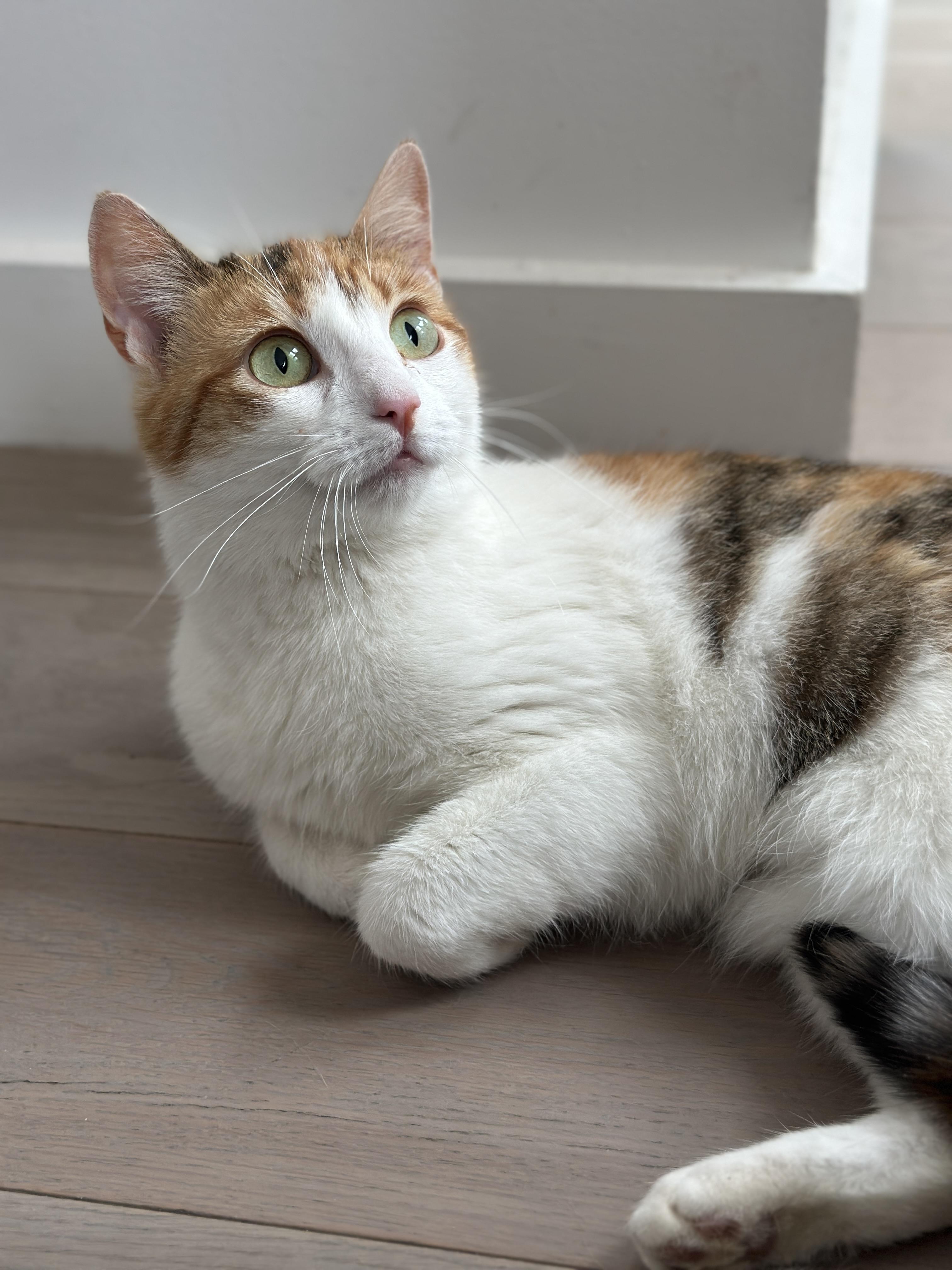 Enlarge Louise, a Adoptable Domestic Short Hair in brooklyn, NY image 4/6