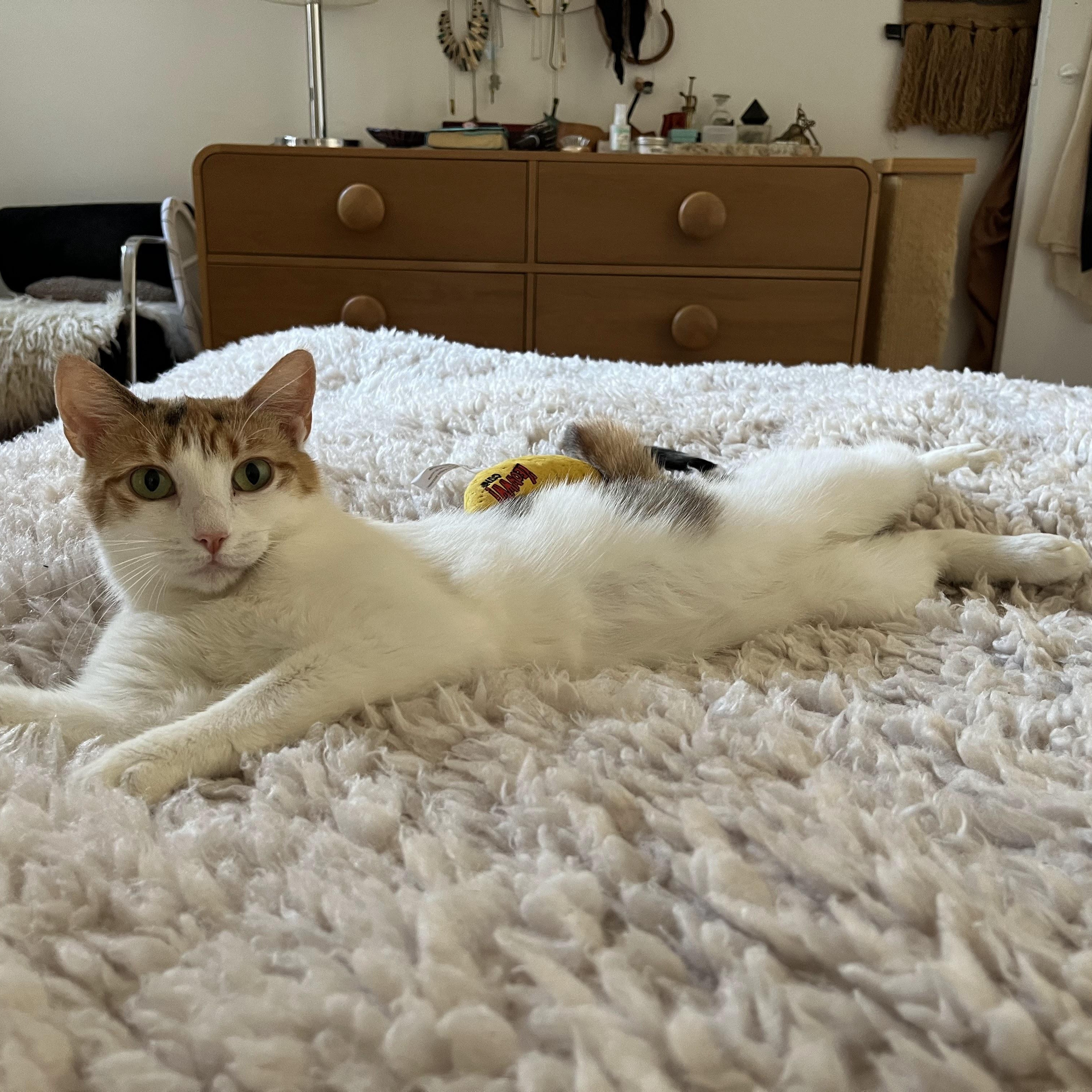 Enlarge Louise, a Adoptable Domestic Short Hair in brooklyn, NY image 5/6