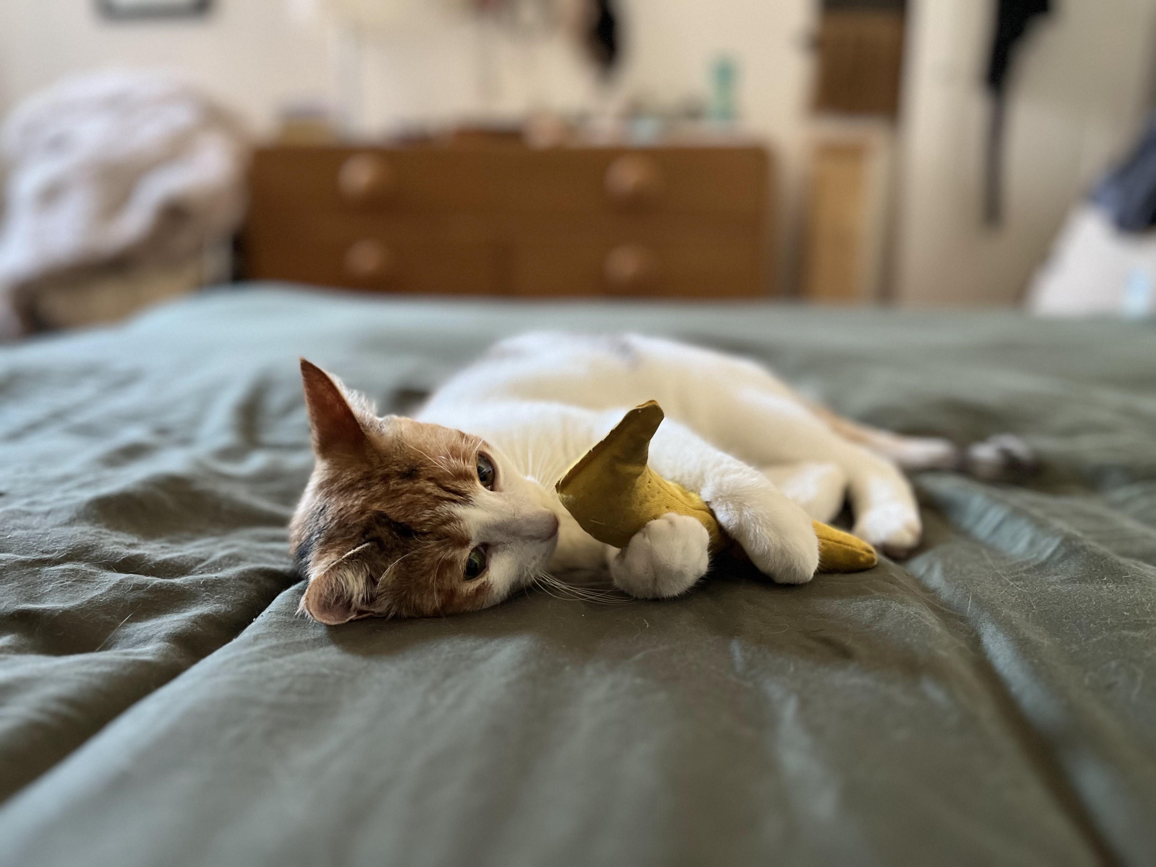 Enlarge Louise, a Adoptable Domestic Short Hair in brooklyn, NY image 5/6