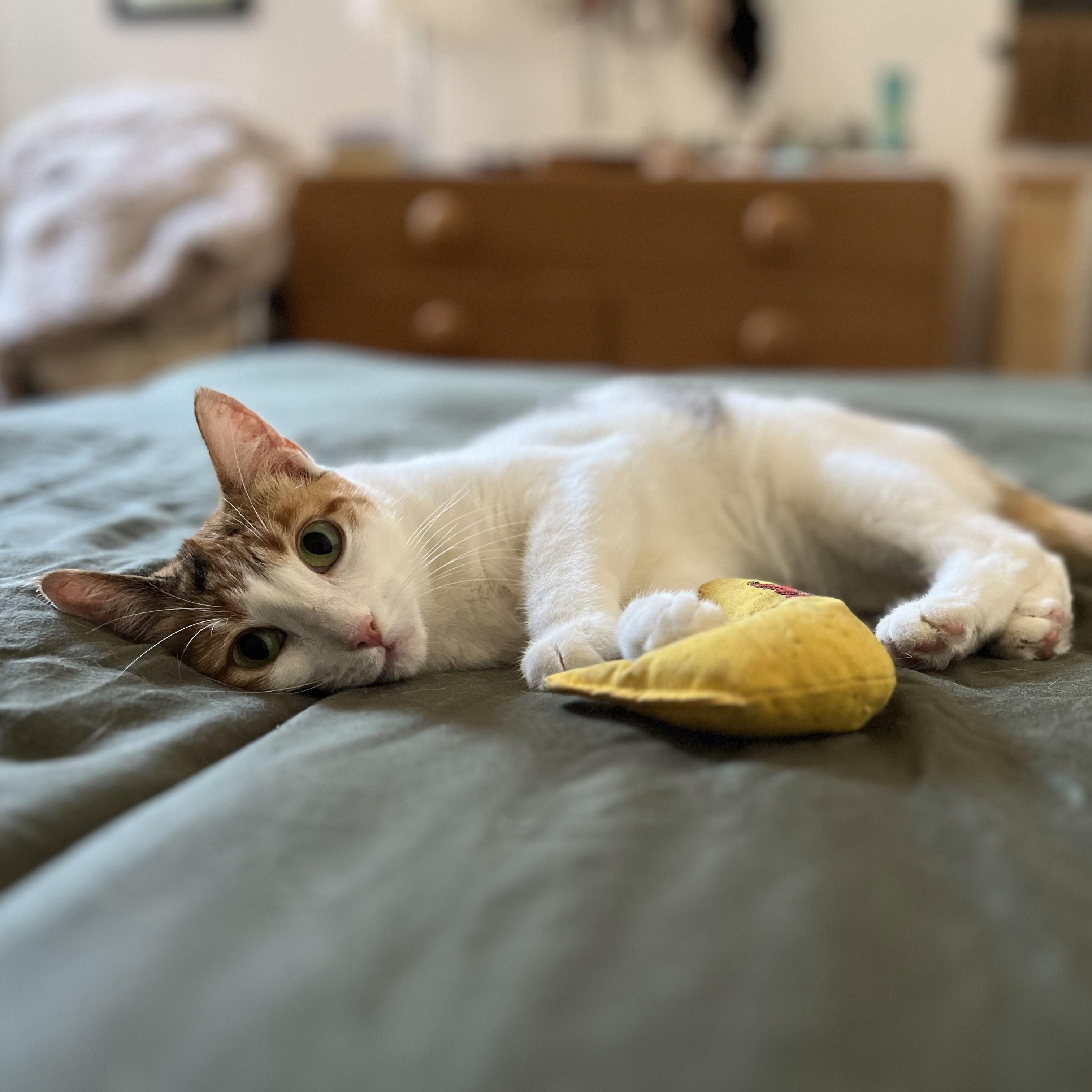 Enlarge Louise, a Adoptable Domestic Short Hair in brooklyn, NY image 6/6