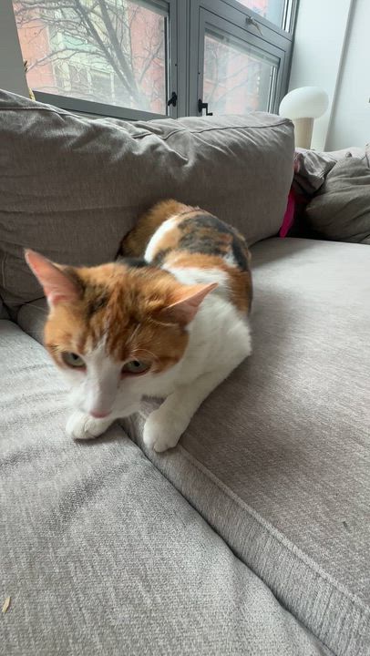 Enlarge Louise, a Adoptable Domestic Short Hair in brooklyn, NY video 3/6