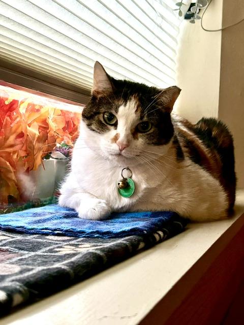 Enlarge Callie, a Adopted Domestic Short Hair in Denver, CO image 1/4