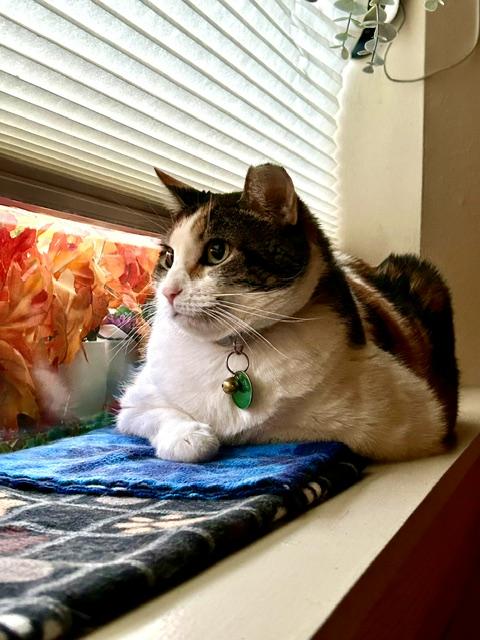 Enlarge Callie, a Adopted Domestic Short Hair in Denver, CO image 2/4