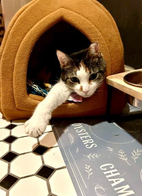 Callie, Adopted, Adult Female Domestic Short Hair.