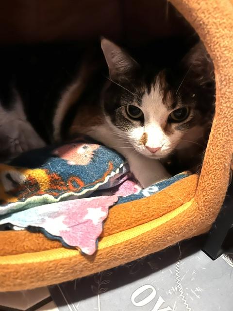 Enlarge Callie, a Adopted Domestic Short Hair in Denver, CO image 4/4
