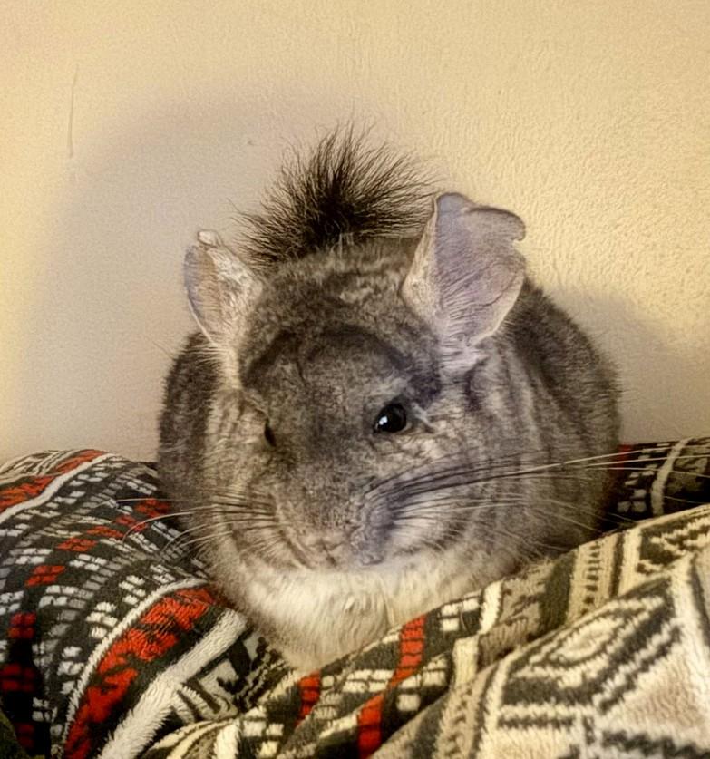 JoJo, an adopted Chinchilla in Landenberg, PA image 1/2