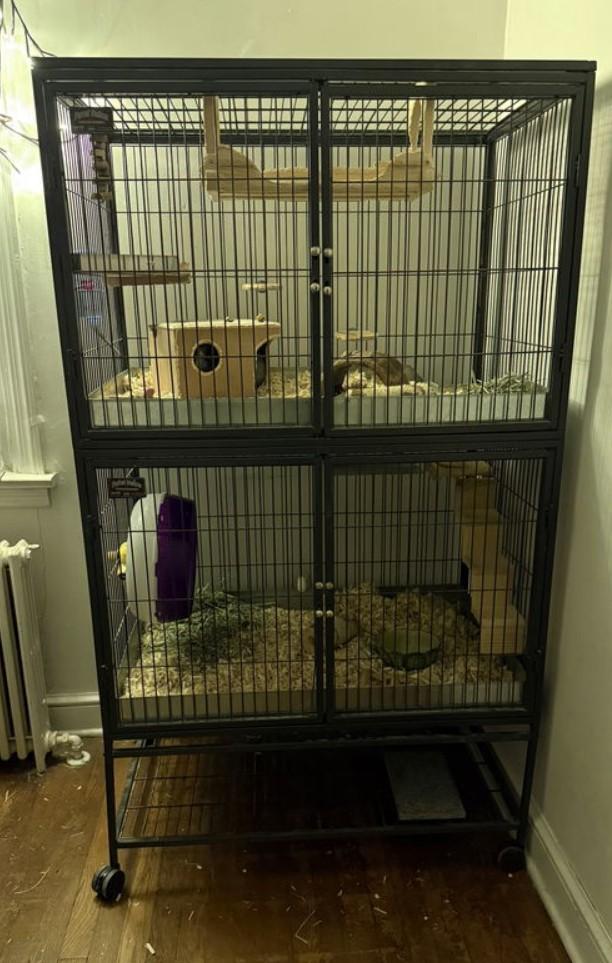 JoJo, an adopted Chinchilla in Landenberg, PA image 2/2