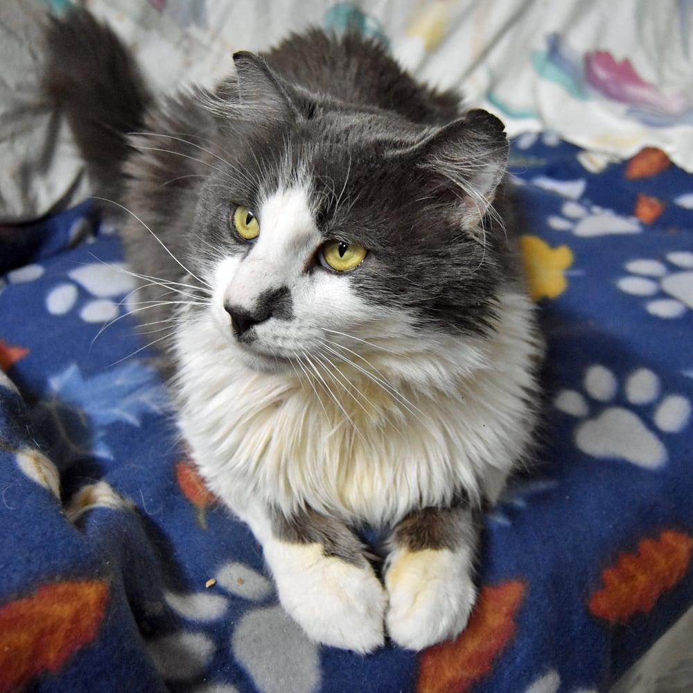 Enlarge Big Boy, a ADOPTABLE mixed breed in Springfield, MA image 4/6